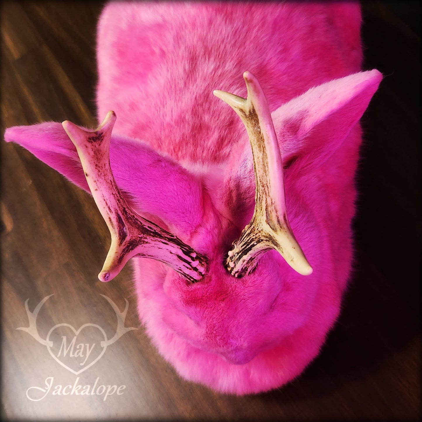 Taxidermie de jackalope rose, position pain avec un tiroir secret au dos.