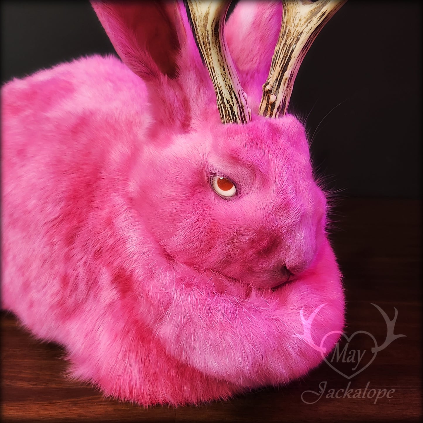 Taxidermie de jackalope rose, position pain avec un tiroir secret au dos.