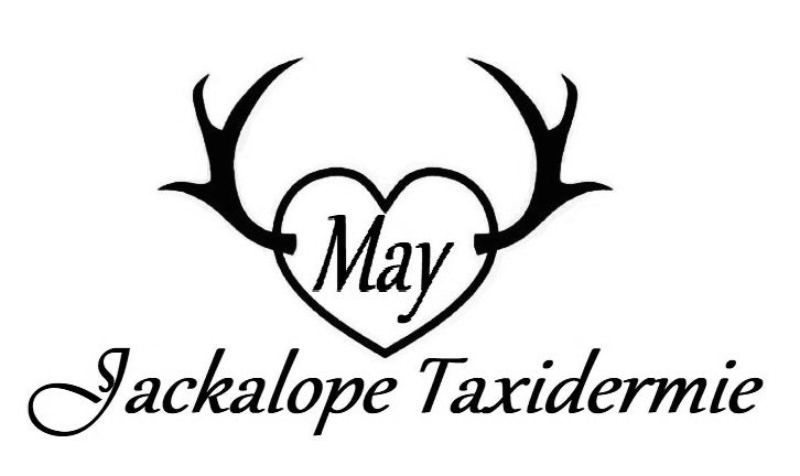 May Jackalope