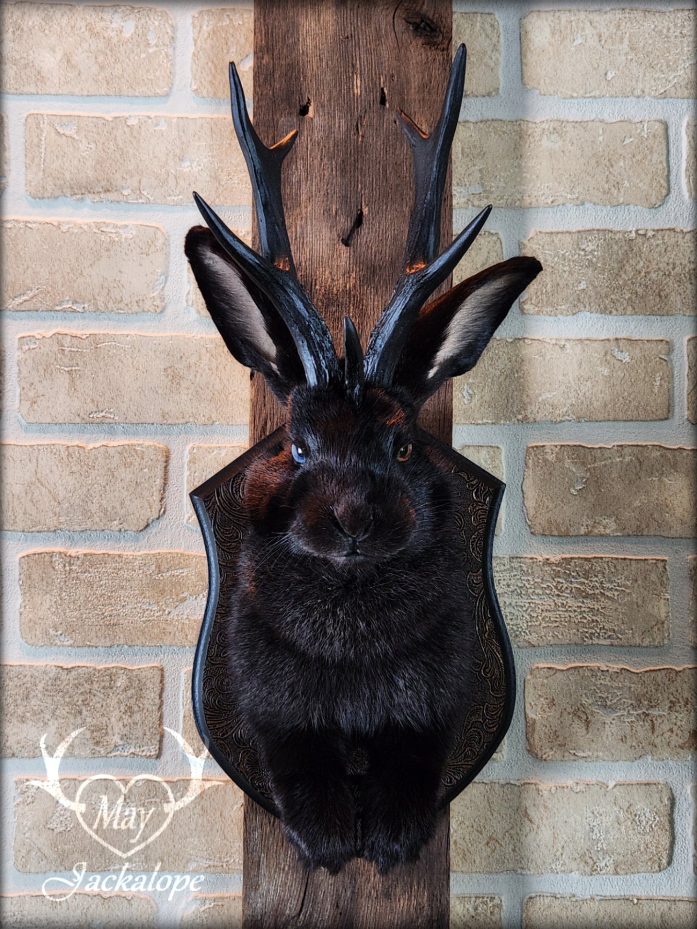 Black Jackalope taxidermy with black antlers replica, heterochromia eyes on a decorated plaque