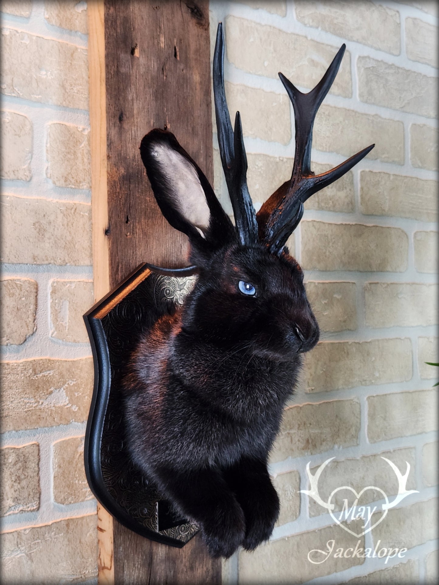 Black Jackalope taxidermy with black antlers replica, heterochromia eyes on a decorated plaque