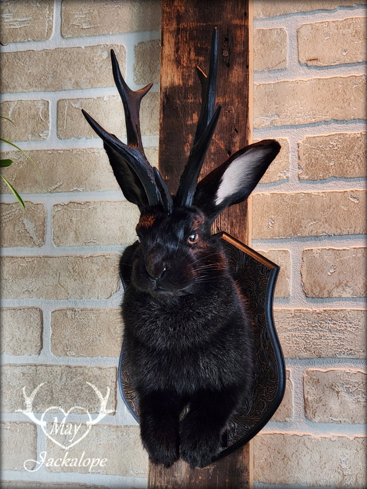 Black Jackalope taxidermy with black antlers replica, heterochromia eyes on a decorated plaque