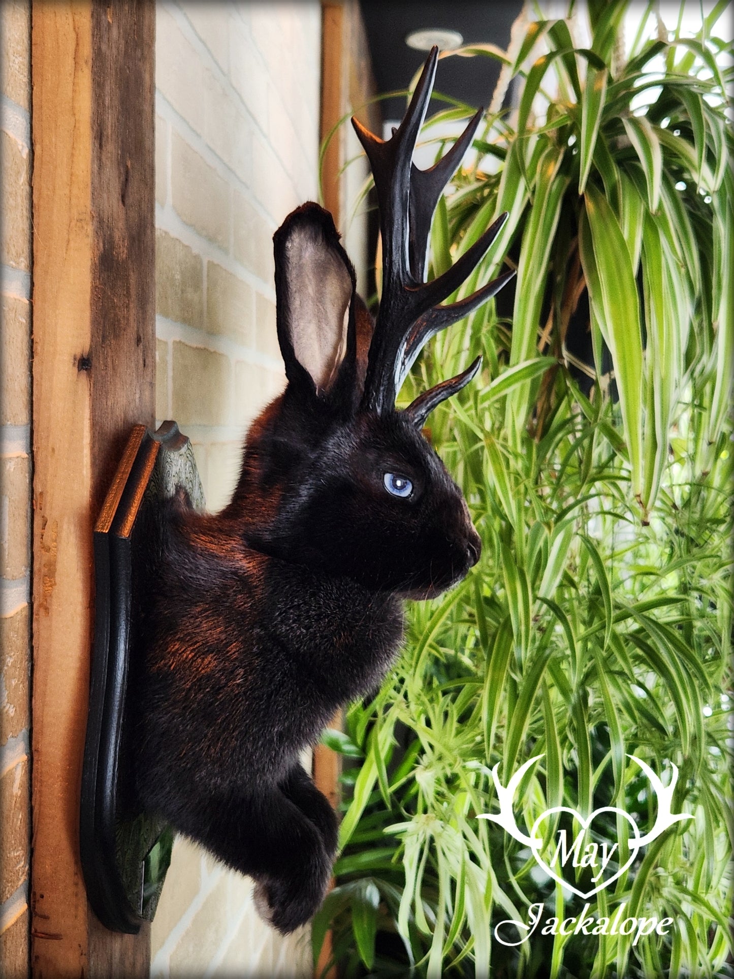 Black Jackalope taxidermy with black antlers replica, heterochromia eyes on a decorated plaque