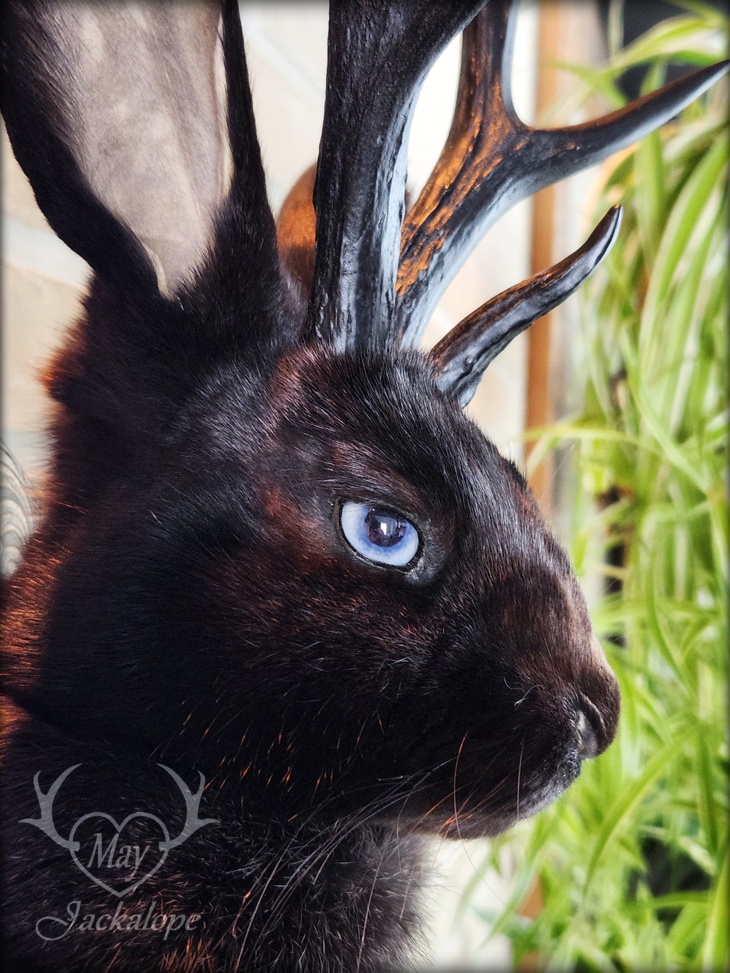 Black Jackalope taxidermy with black antlers replica, heterochromia eyes on a decorated plaque