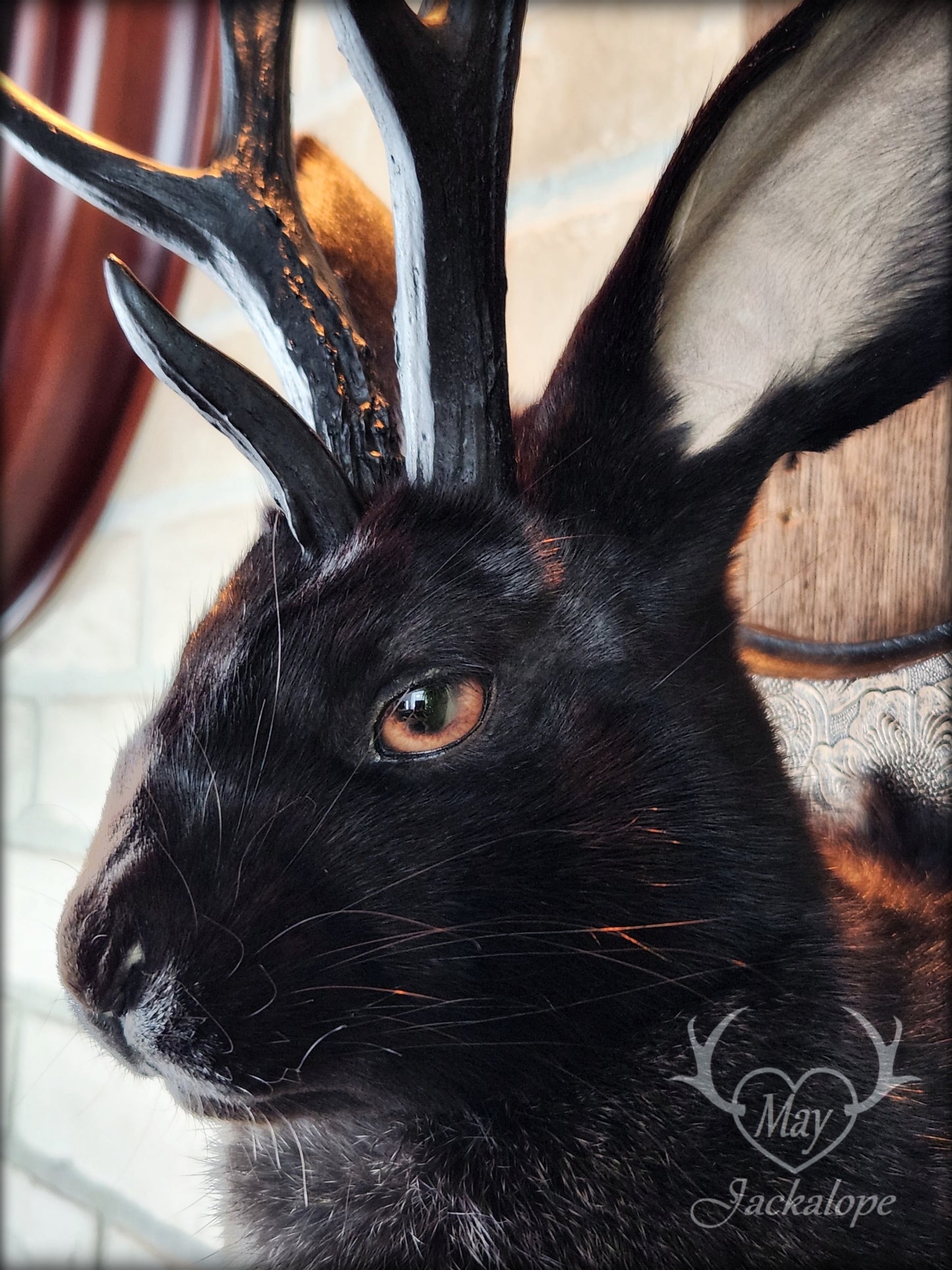 Black Jackalope taxidermy with black antlers replica, heterochromia eyes on a decorated plaque