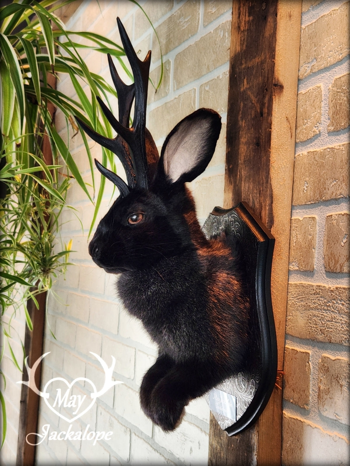 Black Jackalope taxidermy with black antlers replica, heterochromia eyes on a decorated plaque