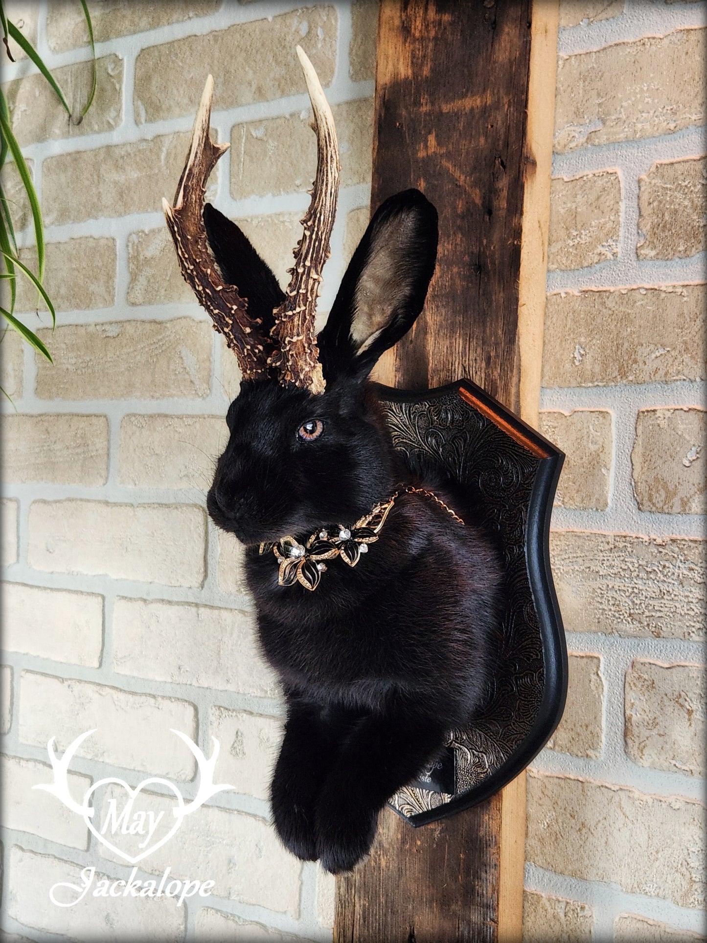 Black Jackalope taxidermy with hazel eyes, real antlers, necklace & on a decorated plaque