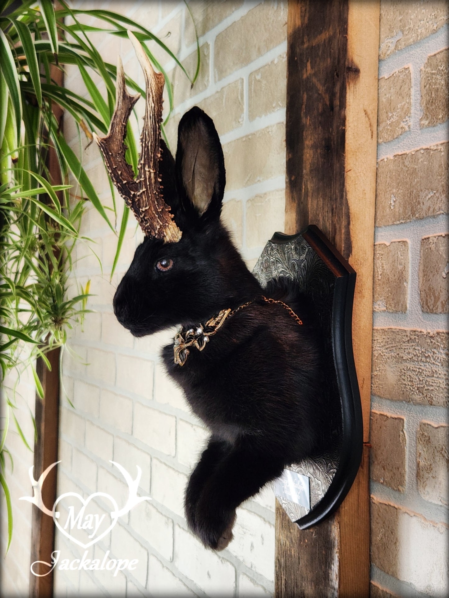 Black Jackalope taxidermy with hazel eyes, real antlers, necklace & on a decorated plaque