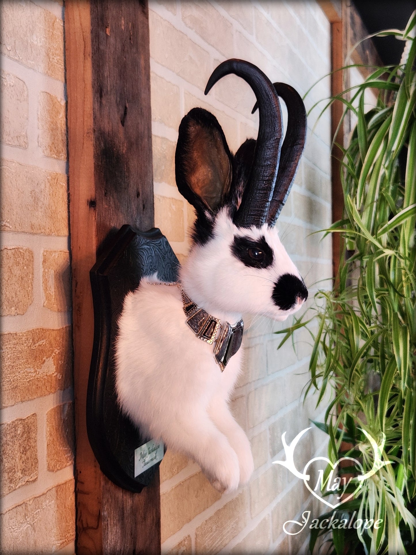 Black & white Jackalope taxidermy with black horns replica, dark eyes & with a necklace.