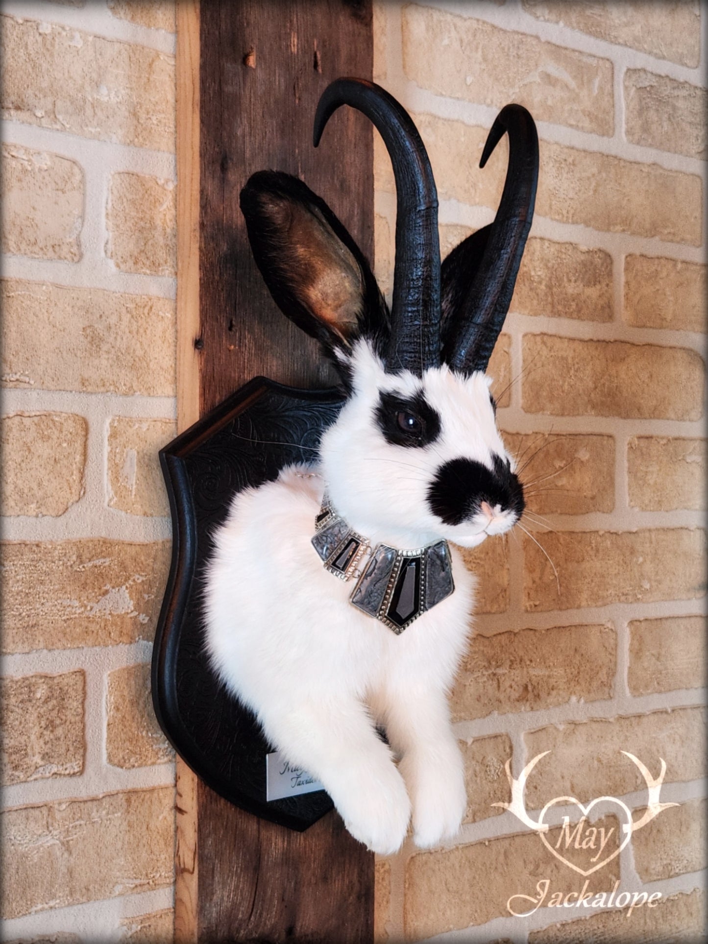 Black & white Jackalope taxidermy with black horns replica, dark eyes & with a necklace.