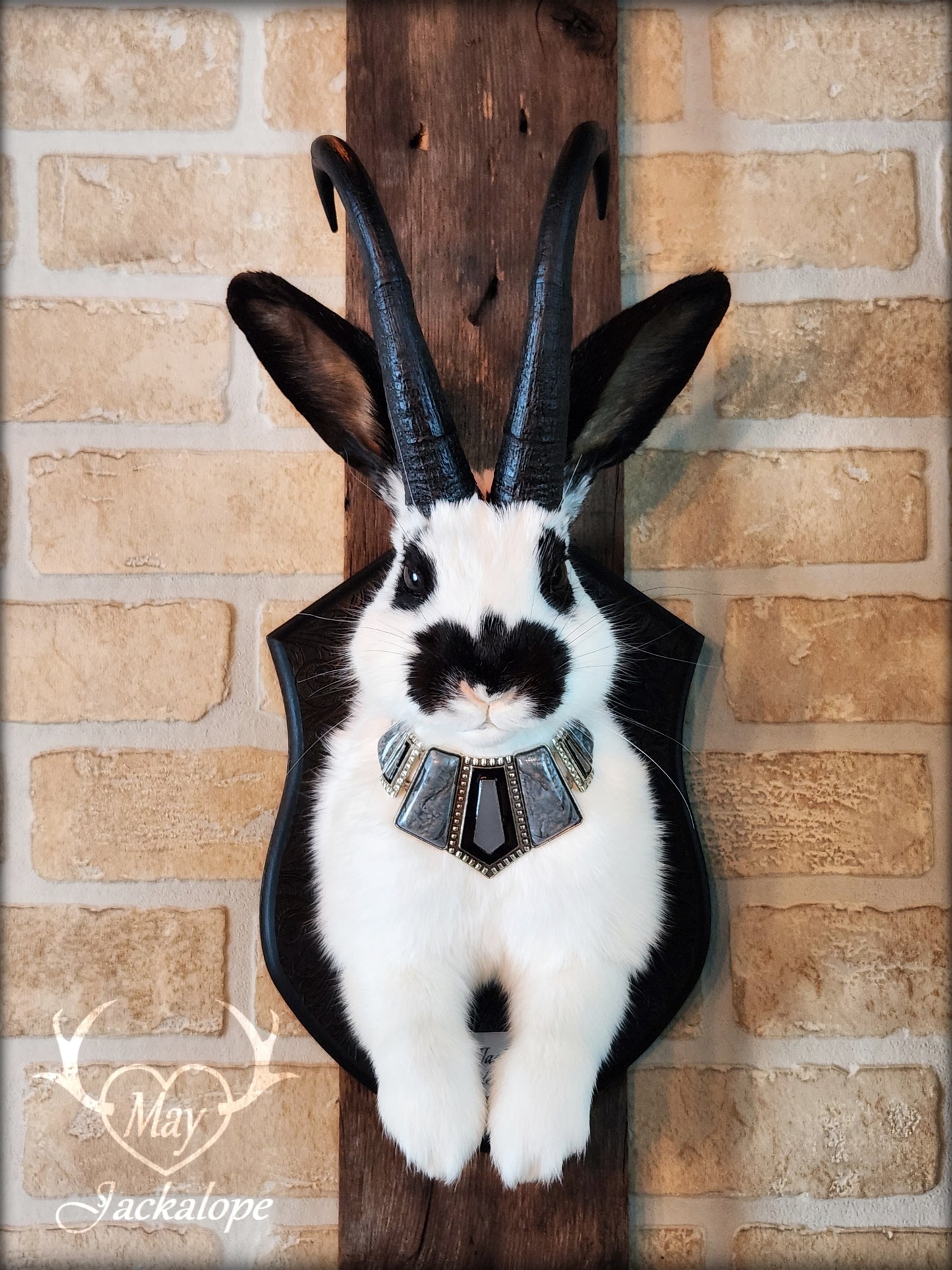 Black & white Jackalope taxidermy with black horns replica, dark eyes & with a necklace.