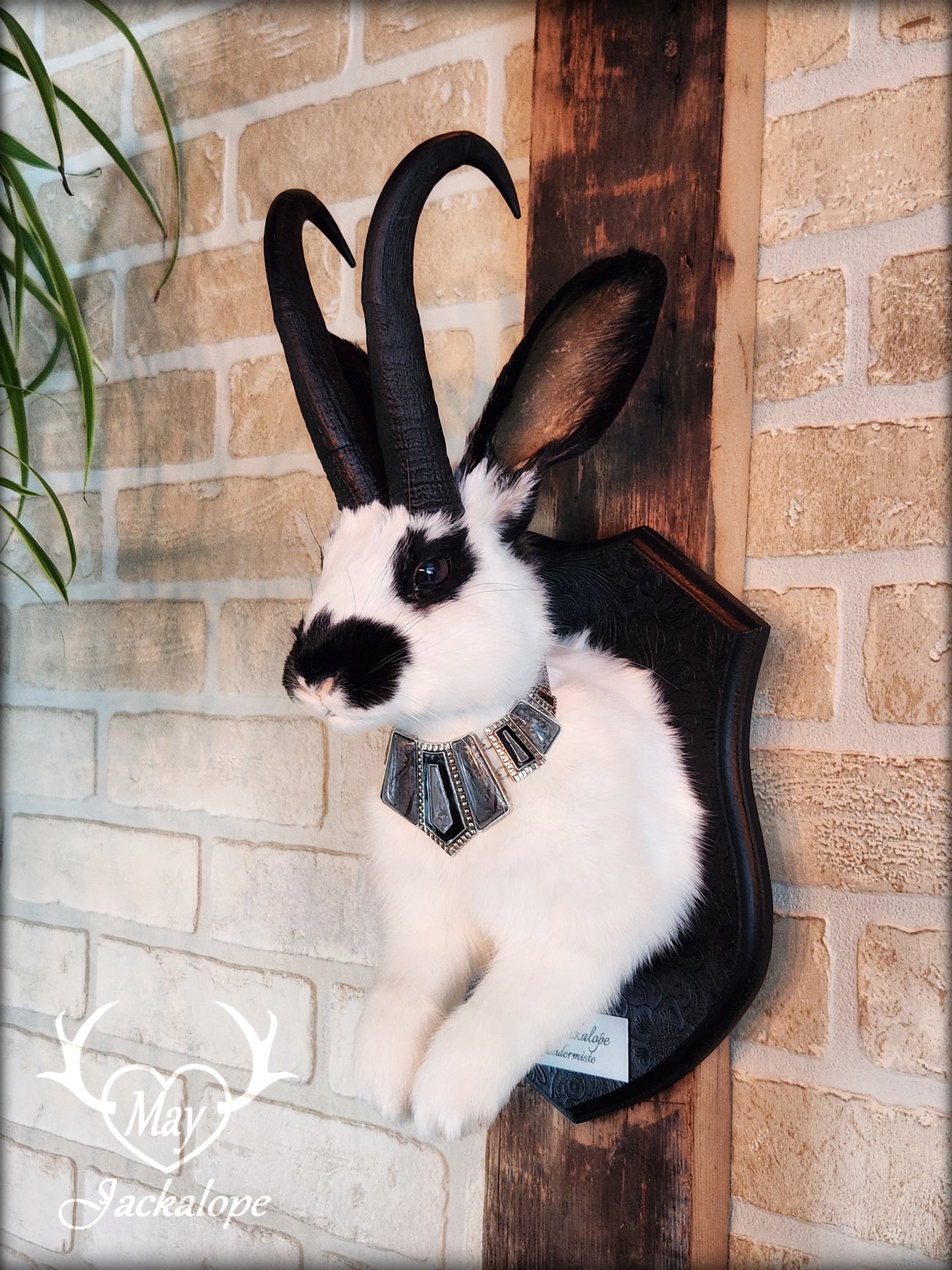 Black & white Jackalope taxidermy with black horns replica, dark eyes & with a necklace.