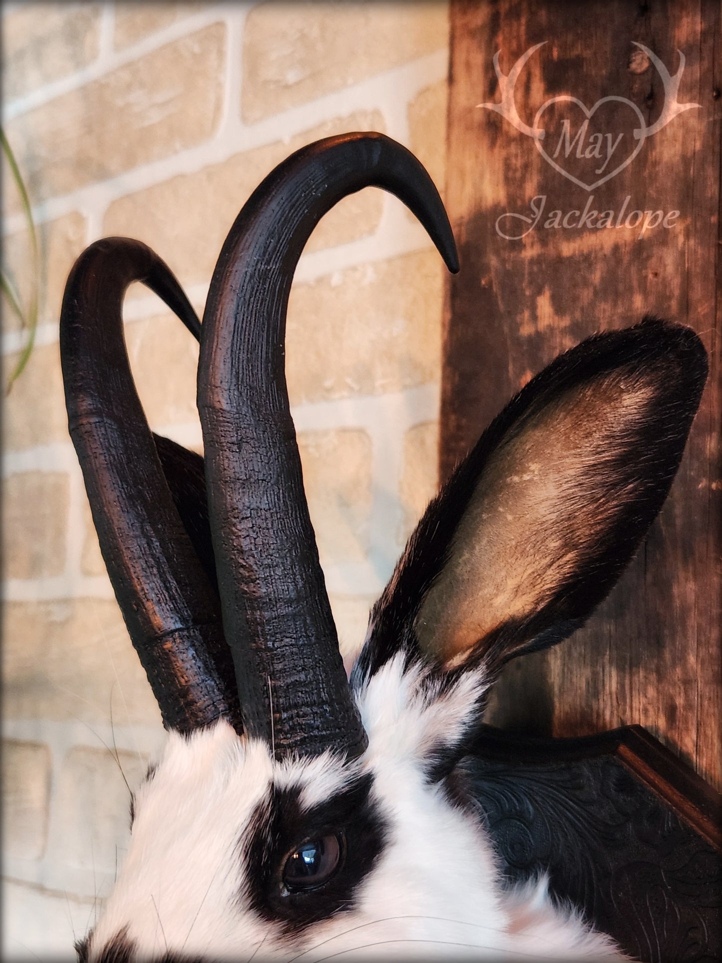 Black & white Jackalope taxidermy with black horns replica, dark eyes & with a necklace.