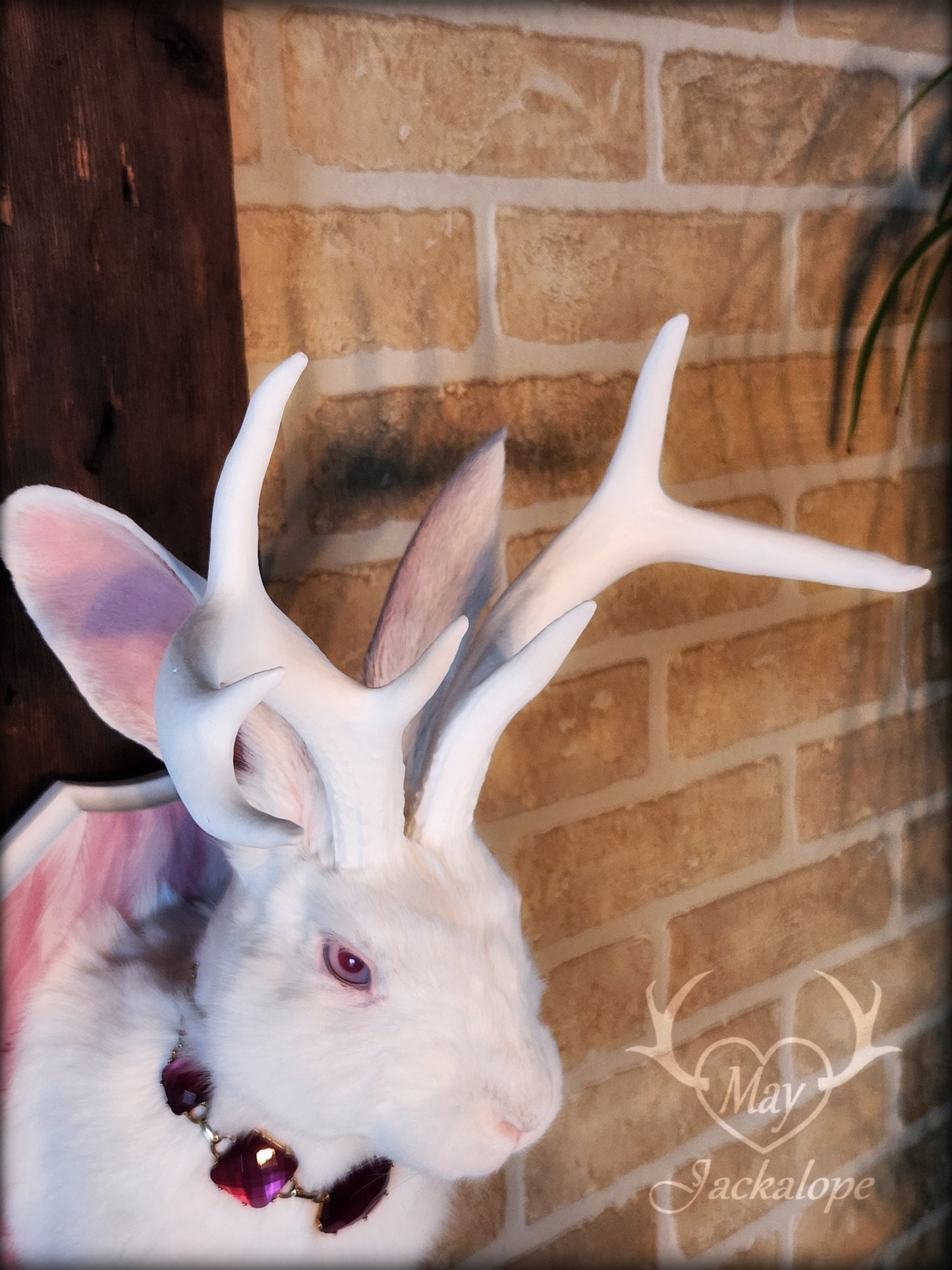 Taxidermie de Jackalope blanc aux yeux albinos, réplique depanache blancs avec un collier