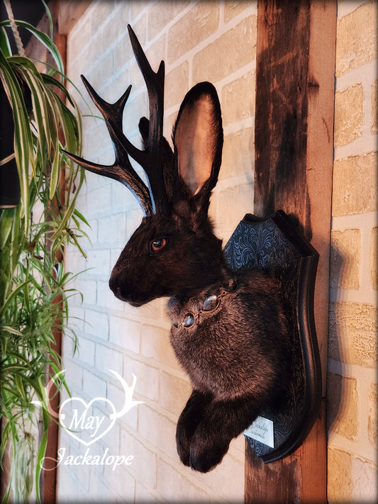 Black & grey Jackalope taxidermy with black antlers replica, heterochromia eyes on a decorated plaque