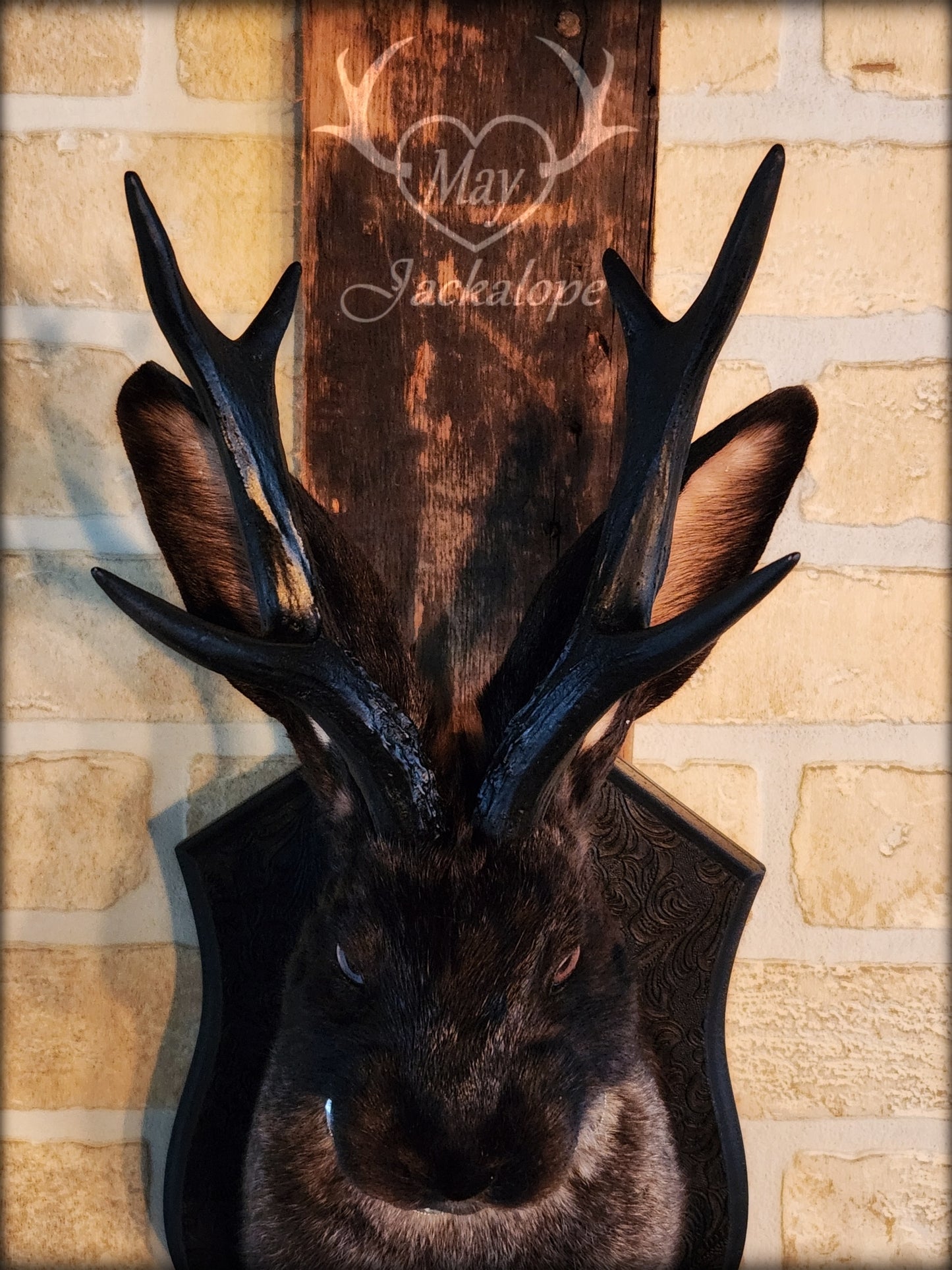 Black & grey Jackalope taxidermy with black antlers replica, heterochromia eyes on a decorated plaque.