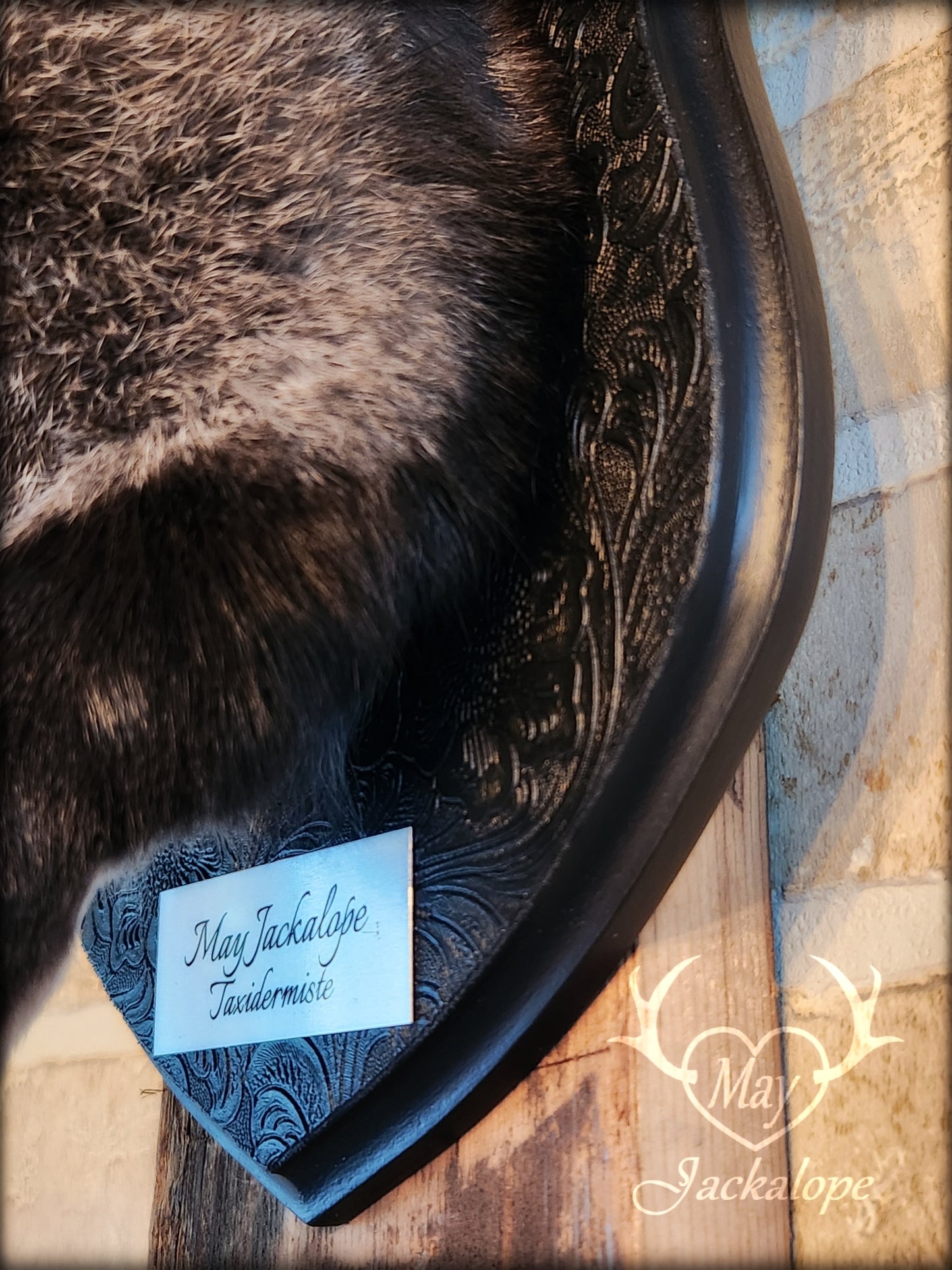 Black & grey Jackalope taxidermy with black antlers replica, heterochromia eyes on a decorated plaque.