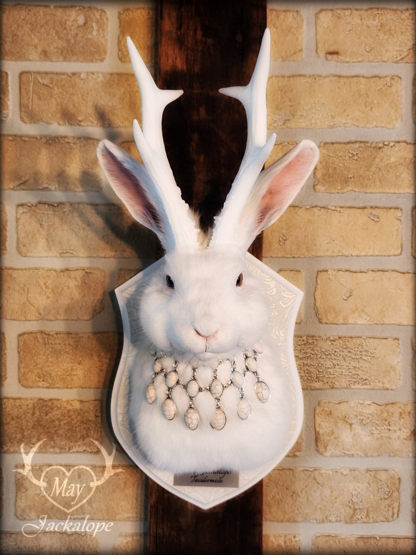 Taxidermie de Jackalope blanc aux yeux gris, réplique de bois blancs avec un collier