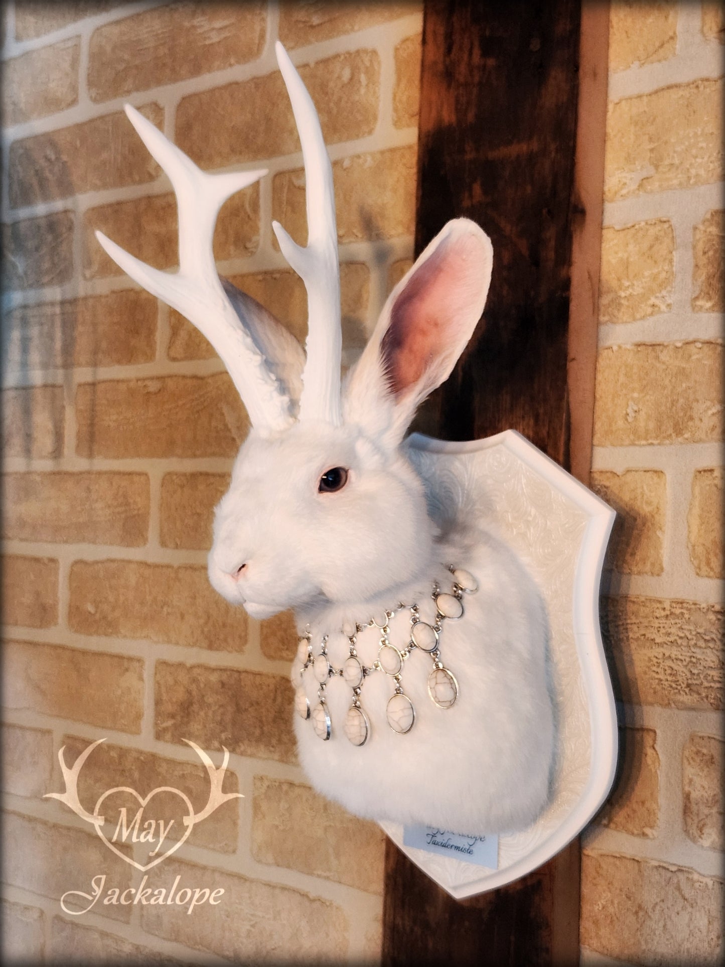 Taxidermie de Jackalope blanc aux yeux gris, réplique de bois blancs avec un collier