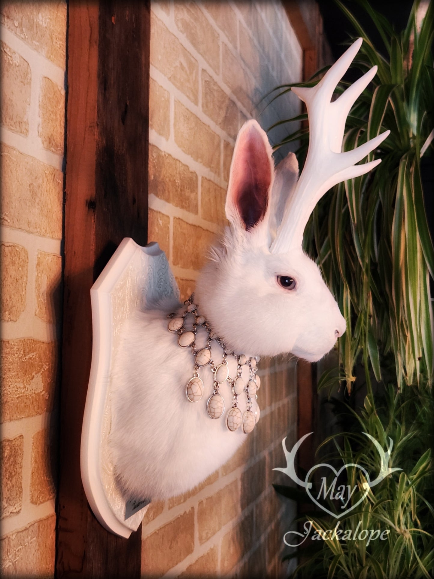 Taxidermie de Jackalope blanc aux yeux gris, réplique de bois blancs avec un collier