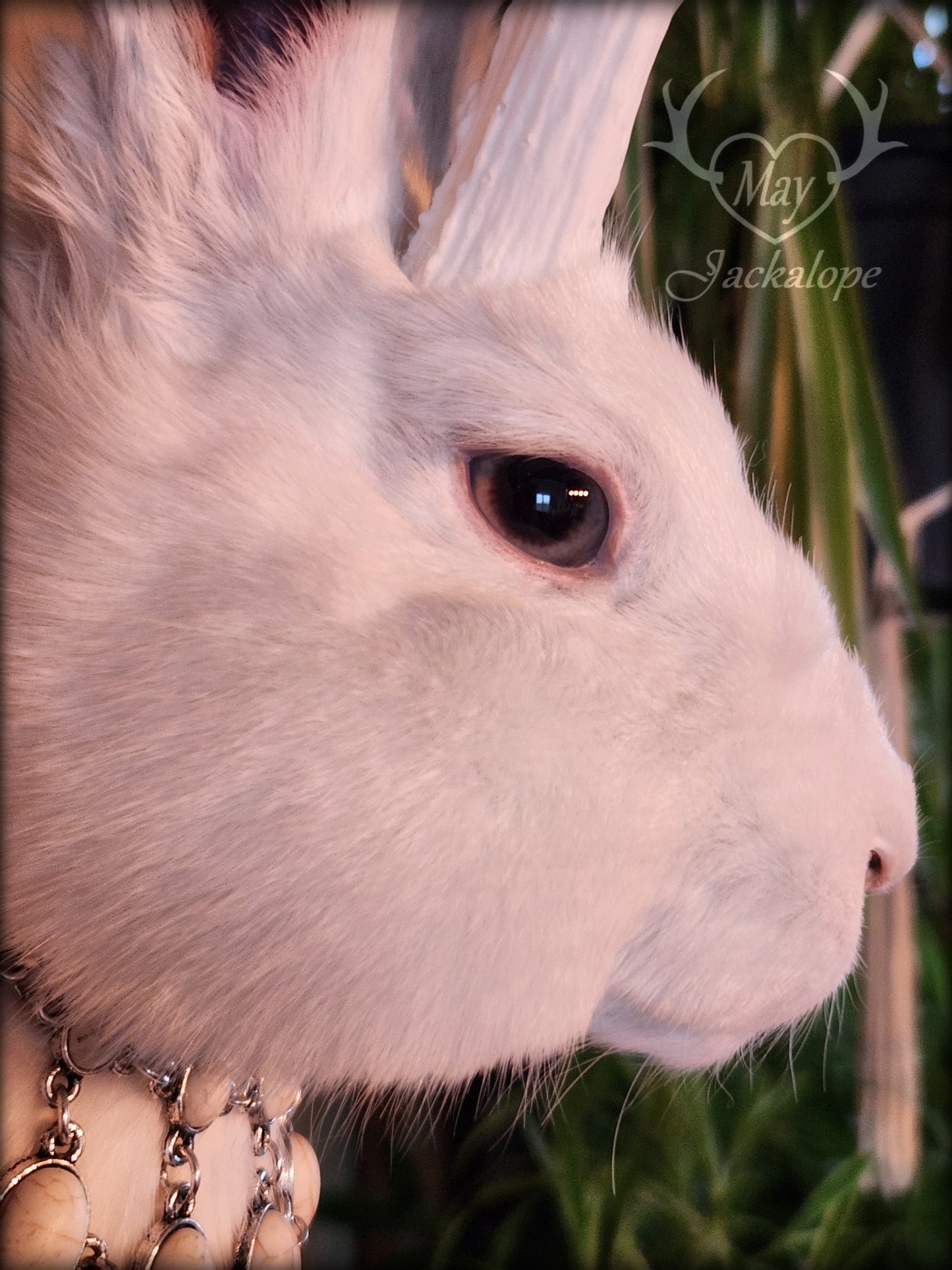 Taxidermie de Jackalope blanc aux yeux gris, réplique de bois blancs avec un collier