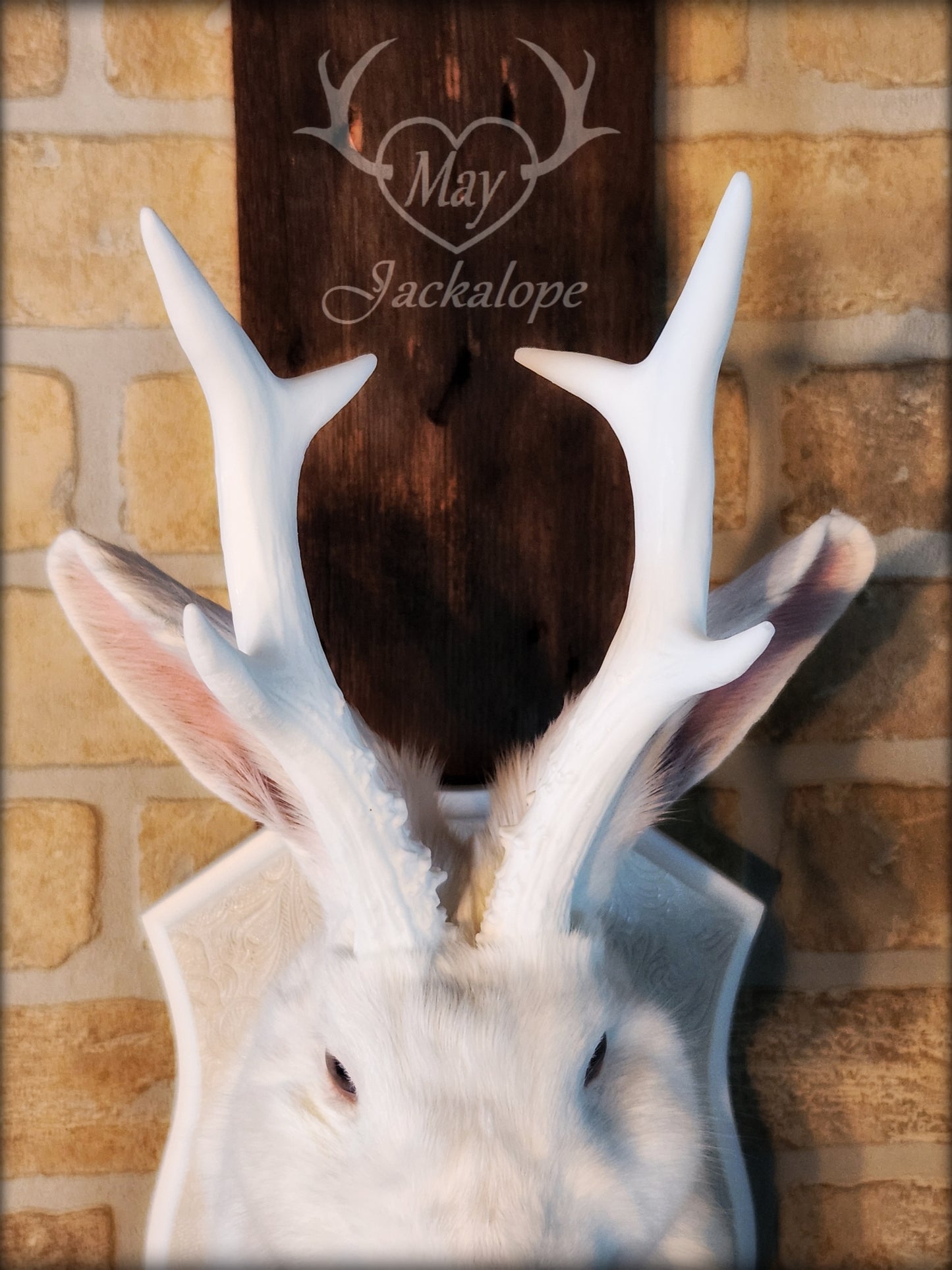 Taxidermie de Jackalope blanc aux yeux gris, réplique de bois blancs avec un collier
