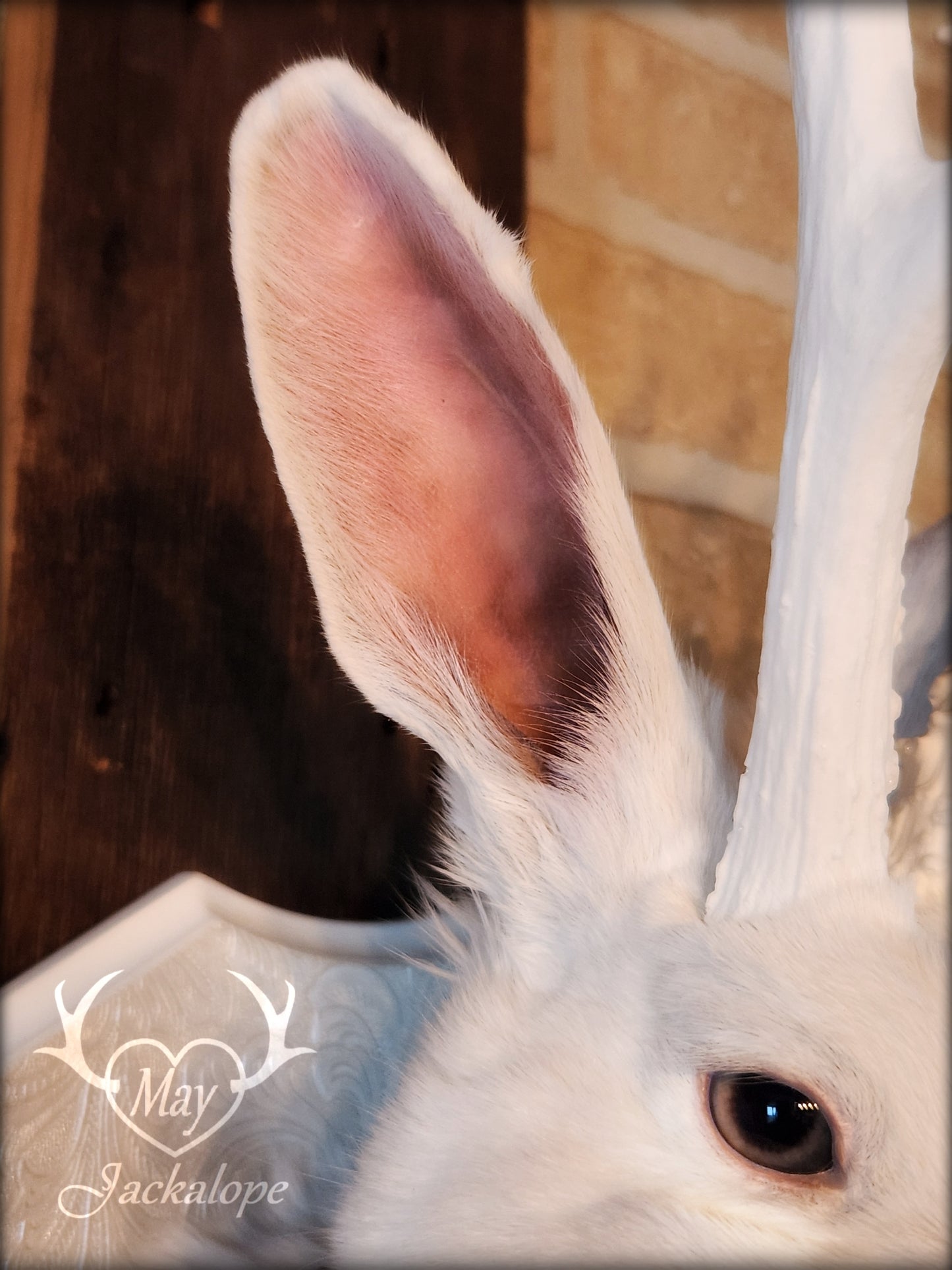 Taxidermie de Jackalope blanc aux yeux gris, réplique de bois blancs avec un collier