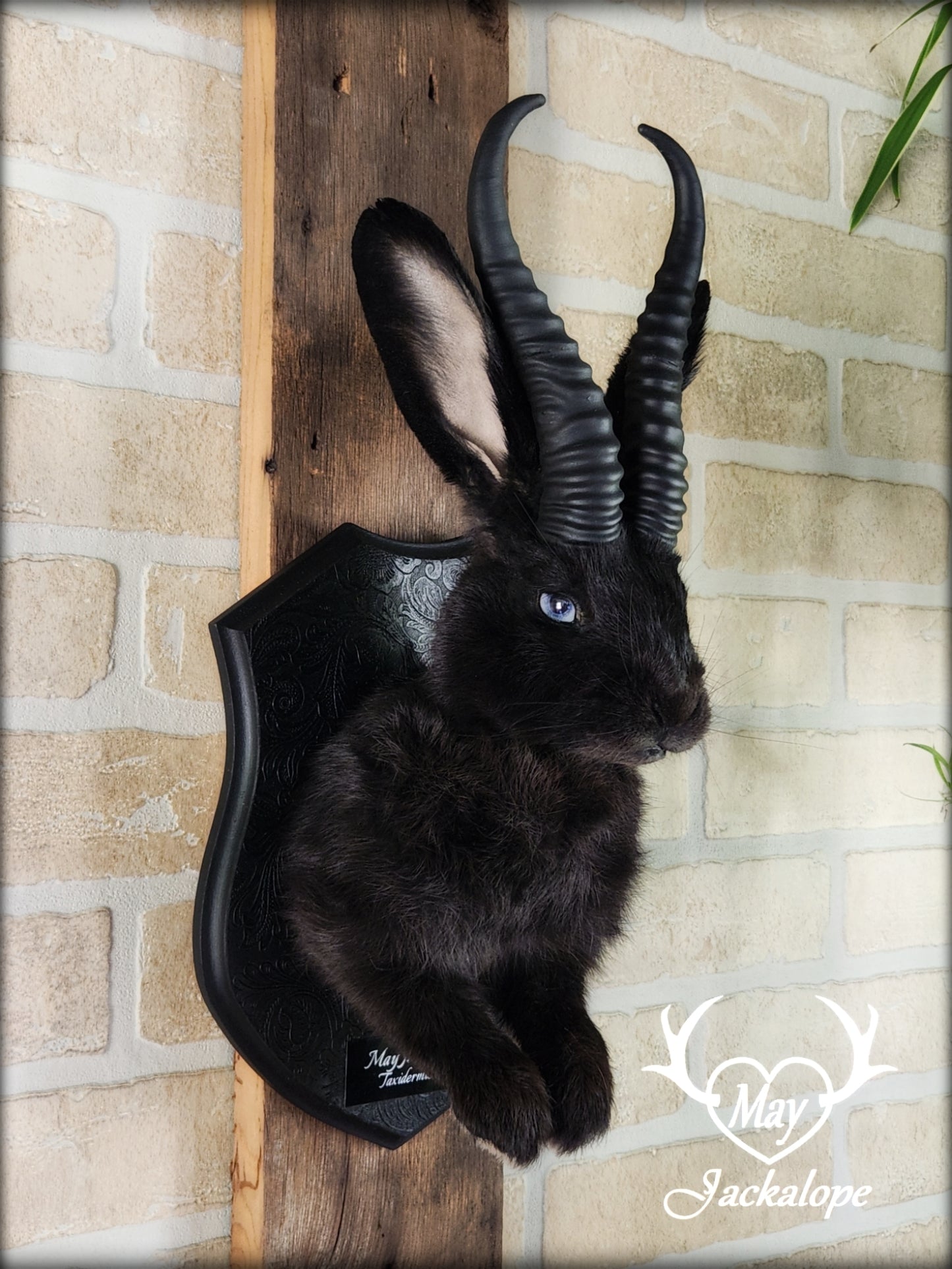 Black jackalope with horns and light blue eyes