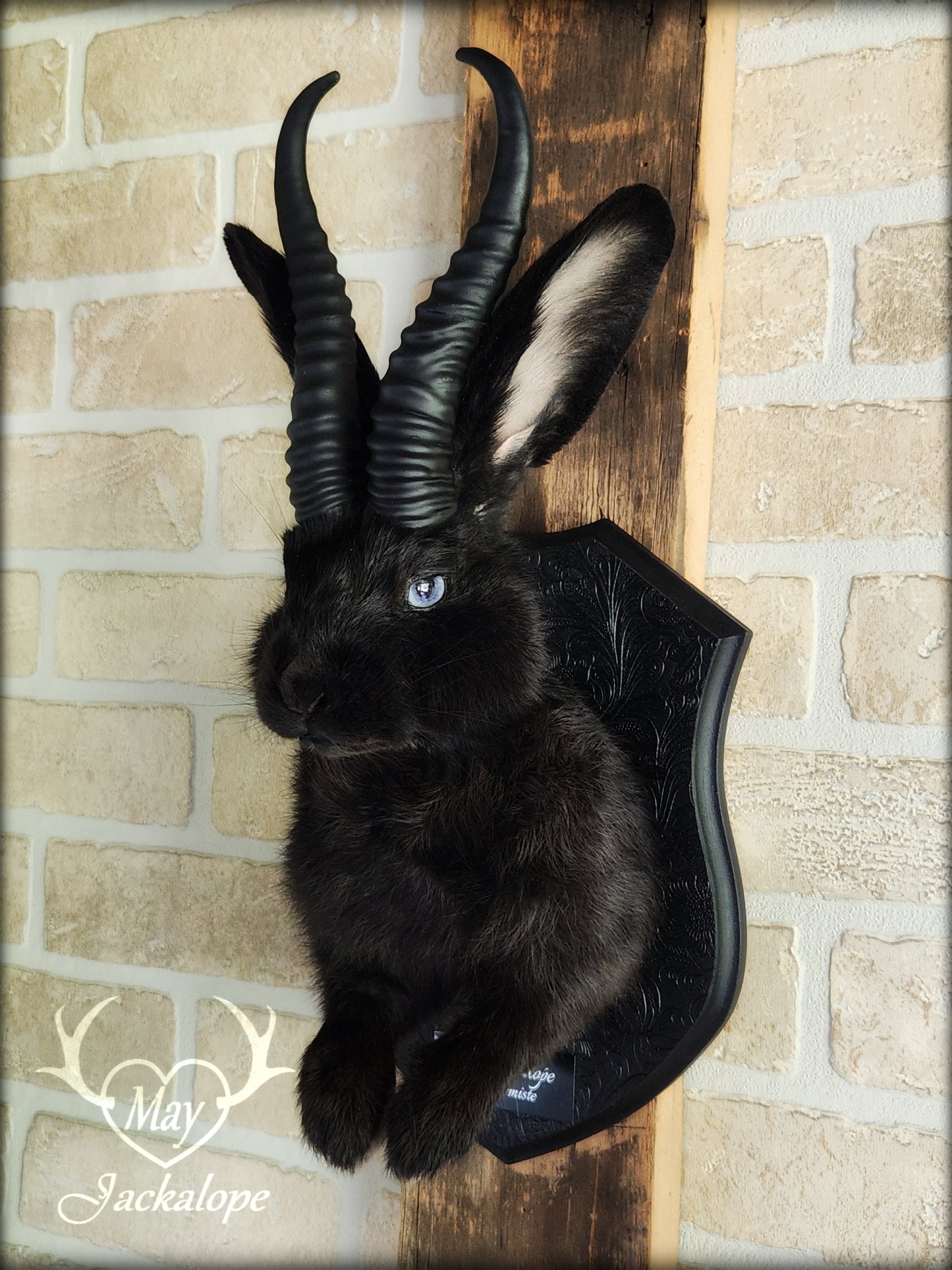 Black jackalope with horns and light blue eyes