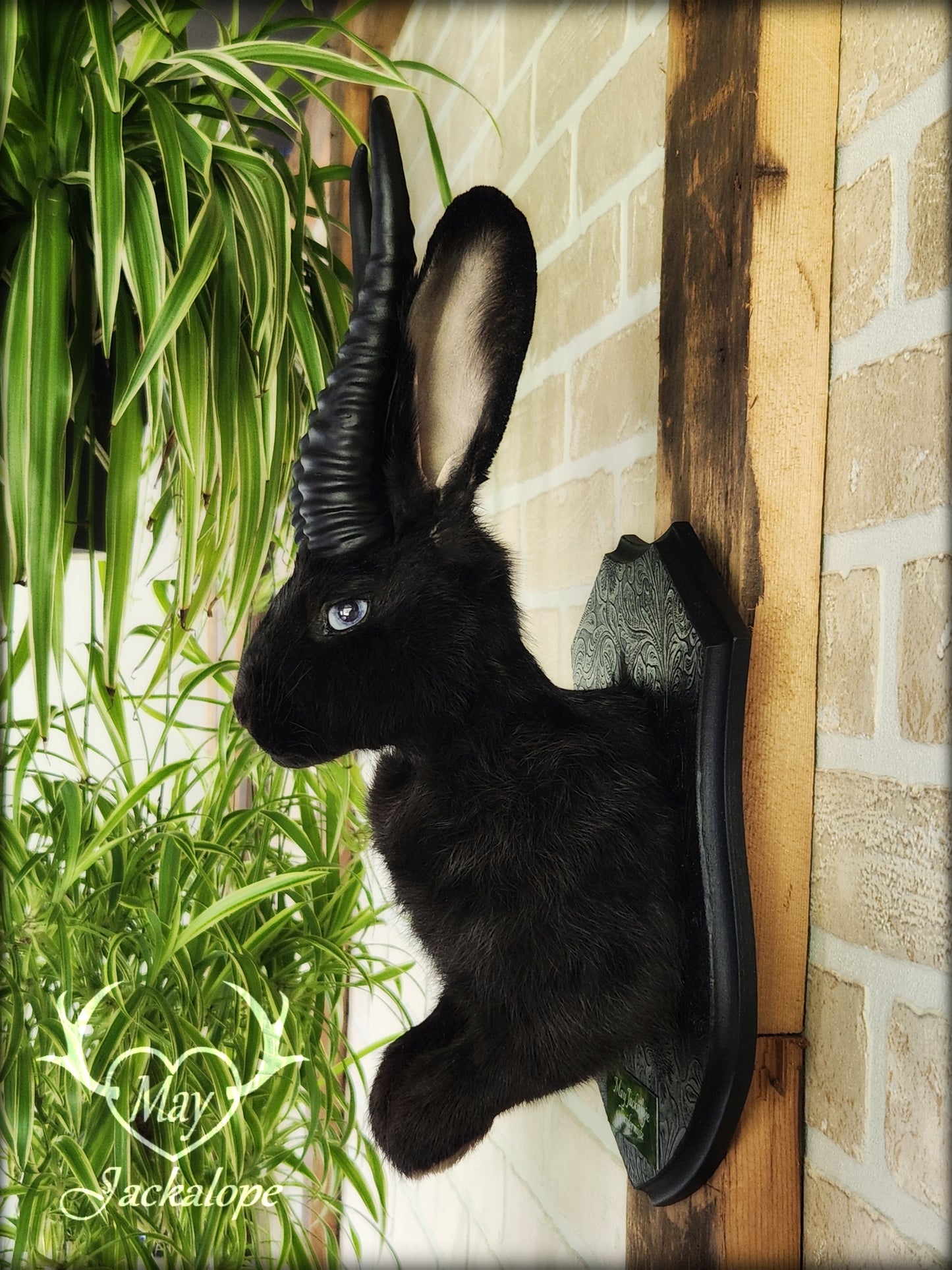 Black jackalope with horns and light blue eyes