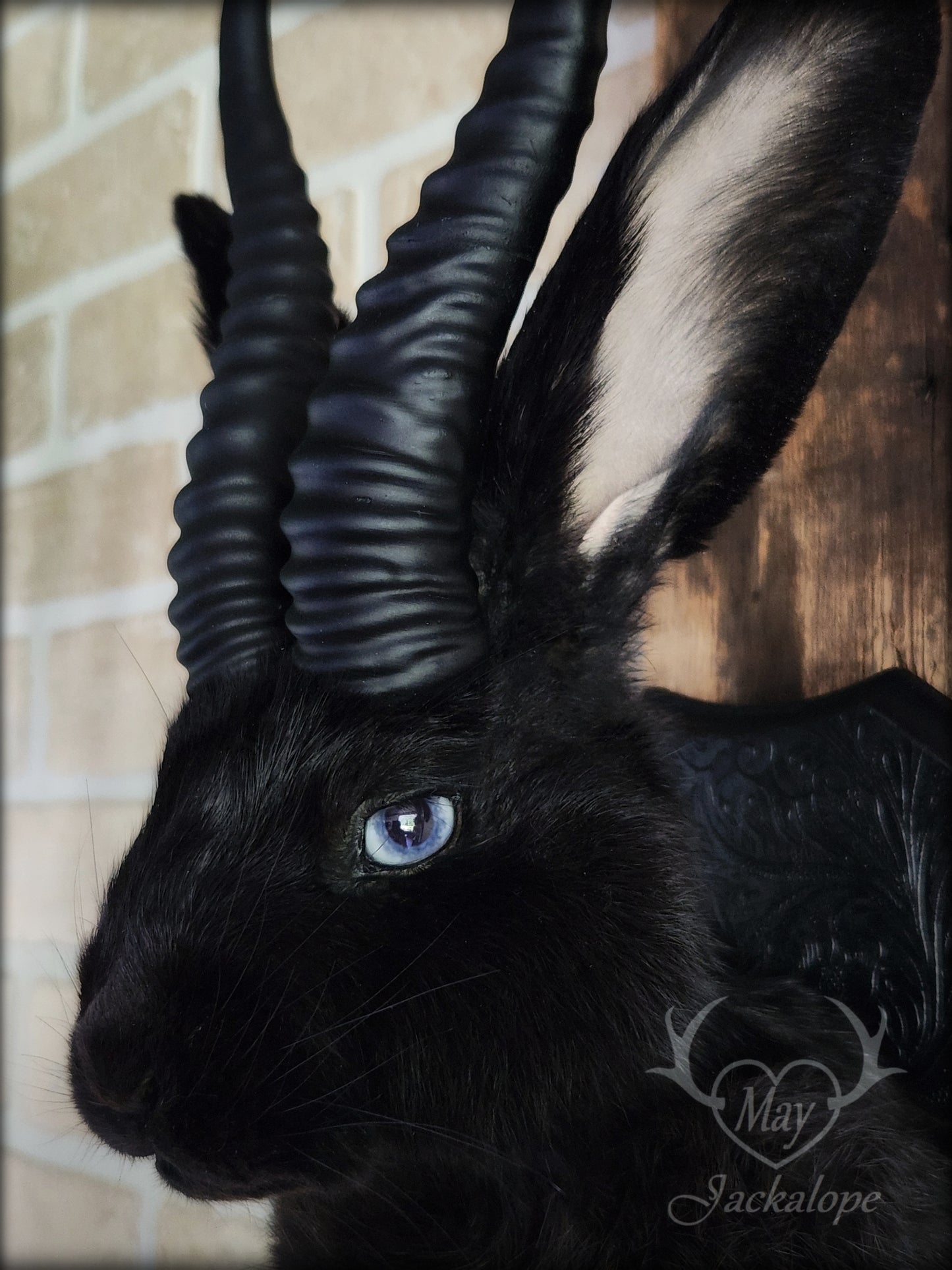 Black jackalope with horns and light blue eyes