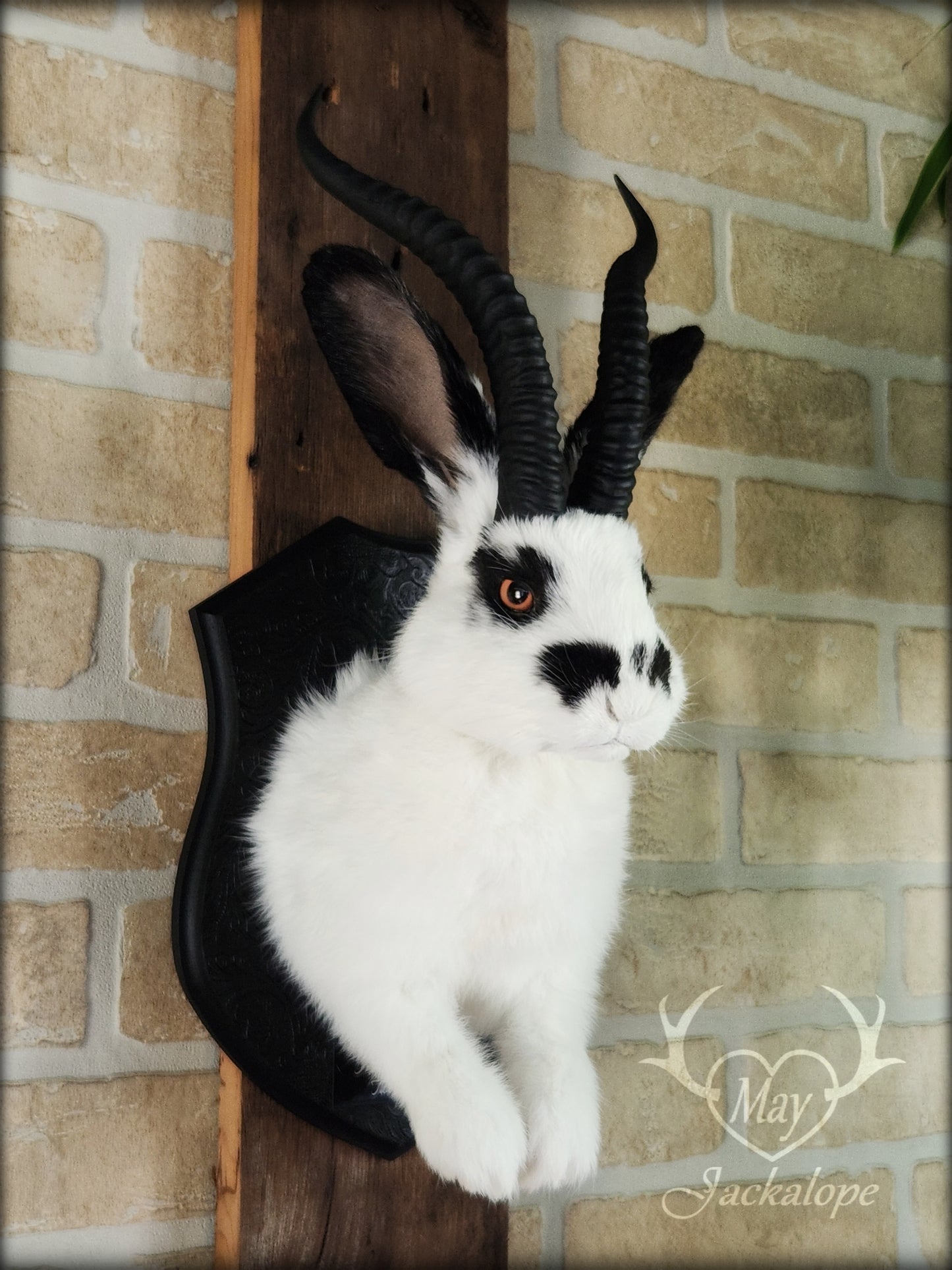 Black & white jackalope with horns and orange eyes