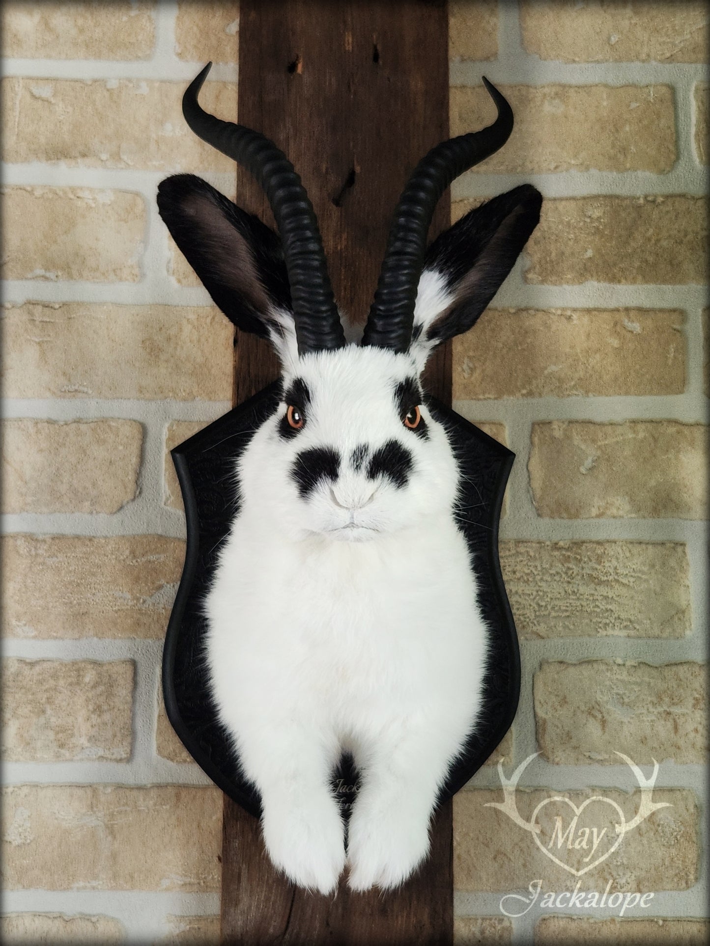 Black & white jackalope with horns and orange eyes