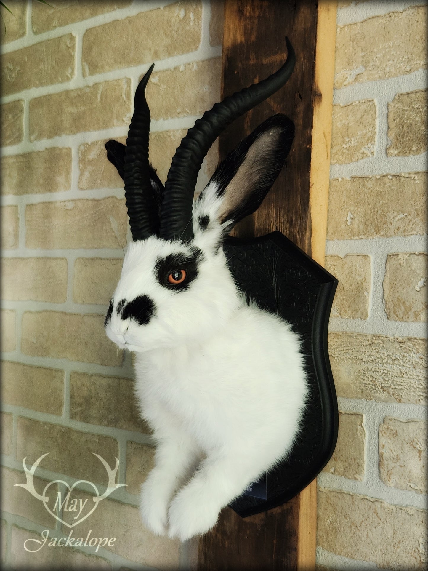 Black & white jackalope with horns and orange eyes