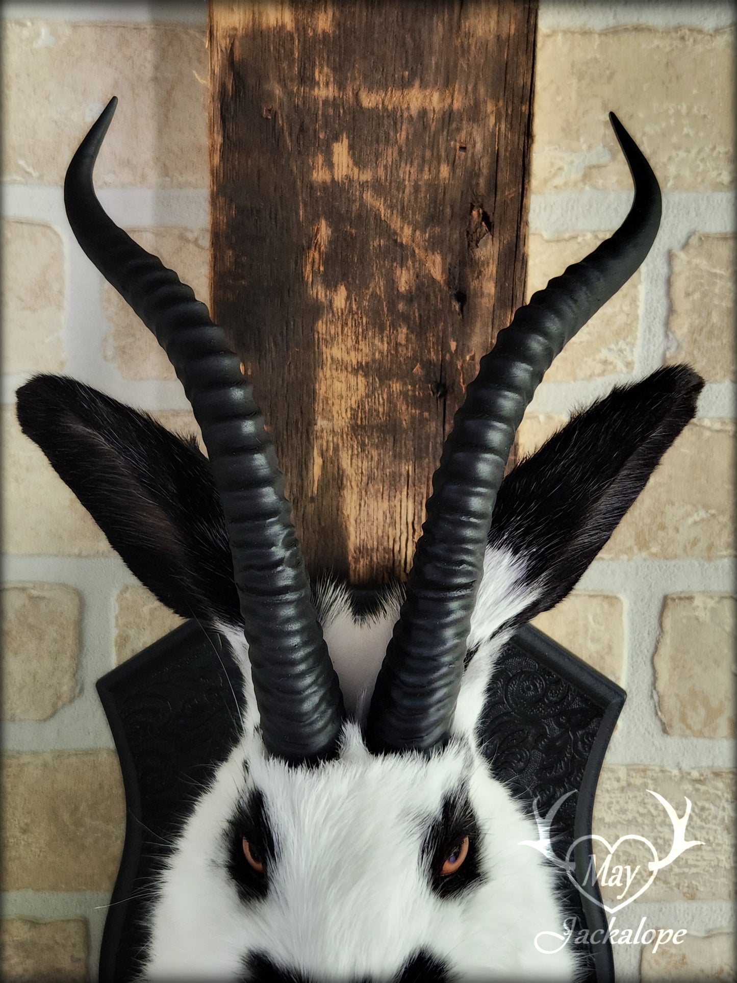Black & white jackalope with horns and orange eyes
