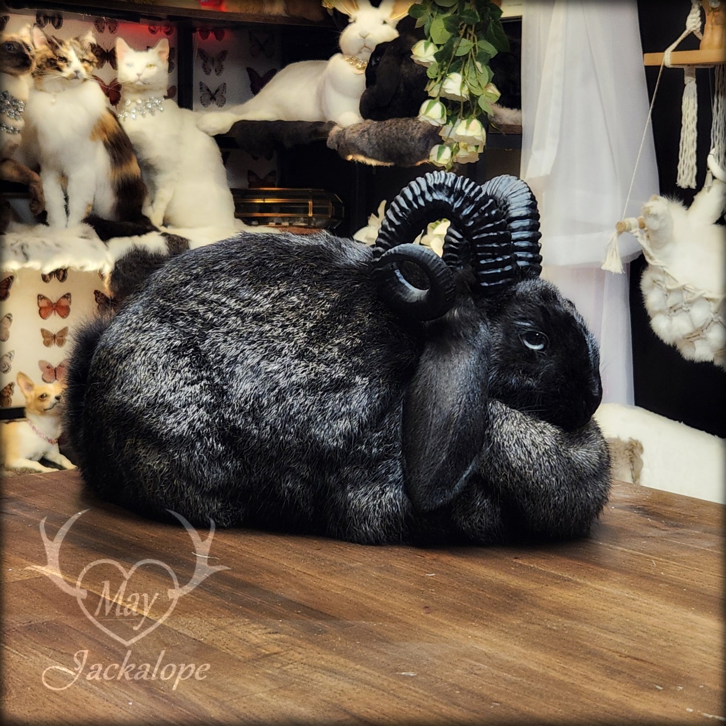 Taxidermie de jackalope noir, position pain, avec un tiroir secret