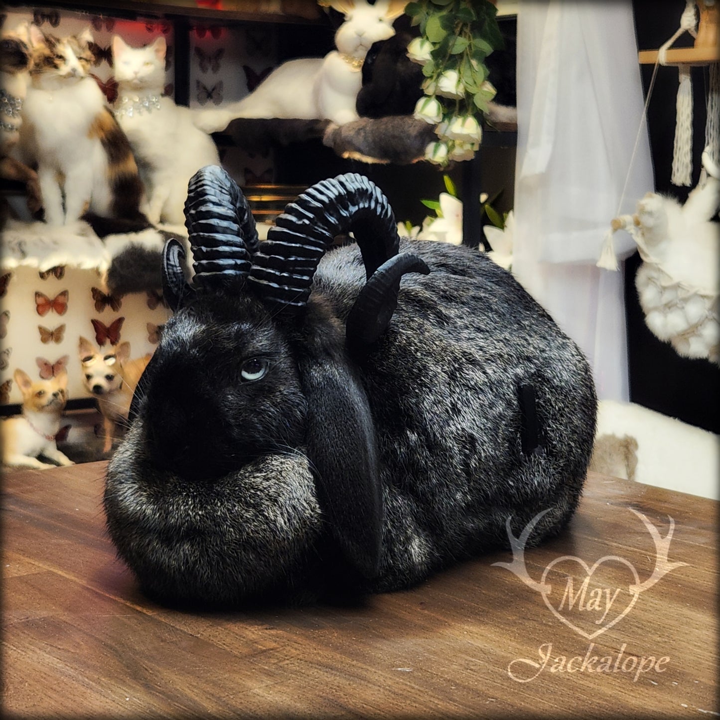 Taxidermie de jackalope noir, position pain, avec un tiroir secret
