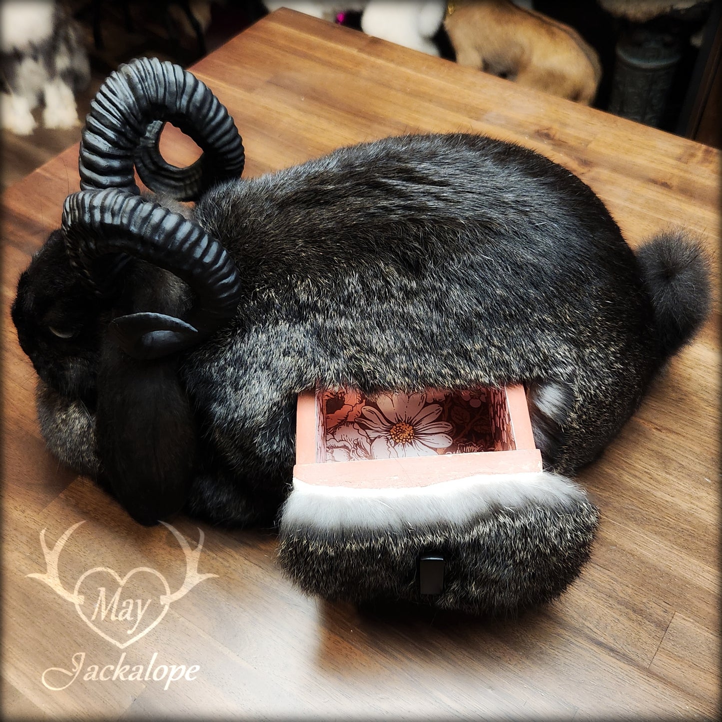 Taxidermie de jackalope noir, position pain, avec un tiroir secret