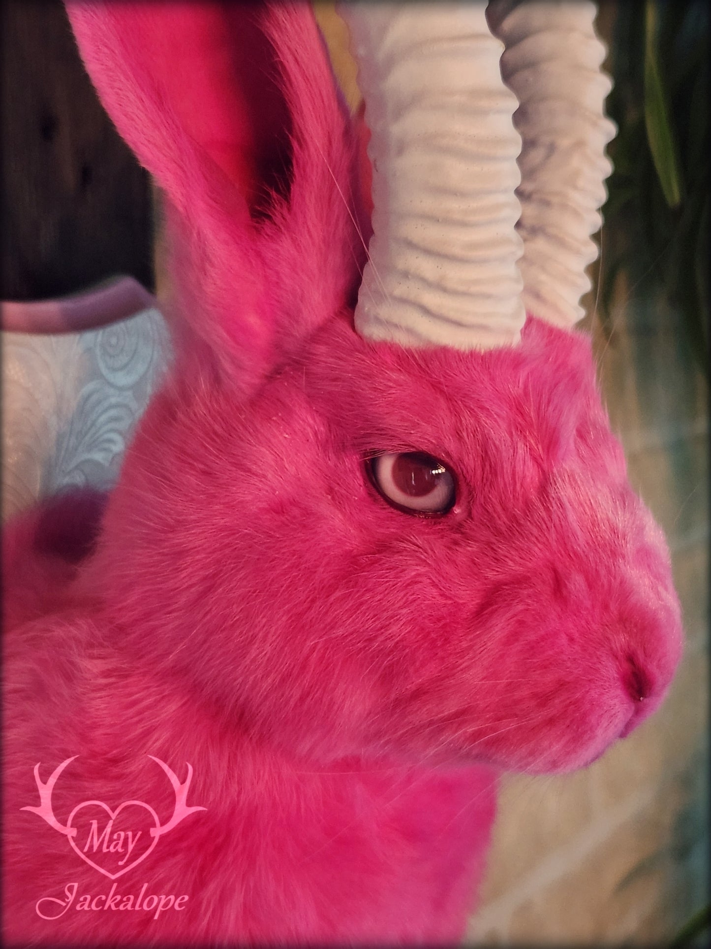 Taxidermie Jackalope rose avec réplique de cornes blanches et yeux albinos
