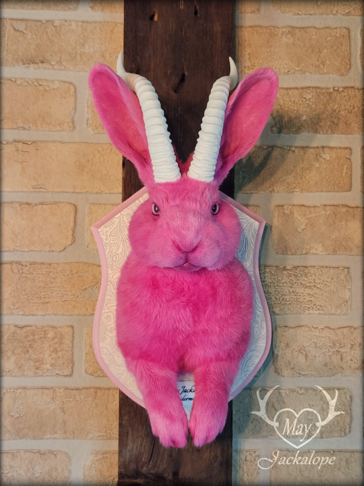 Taxidermie Jackalope rose avec réplique de cornes blanches et yeux albinos