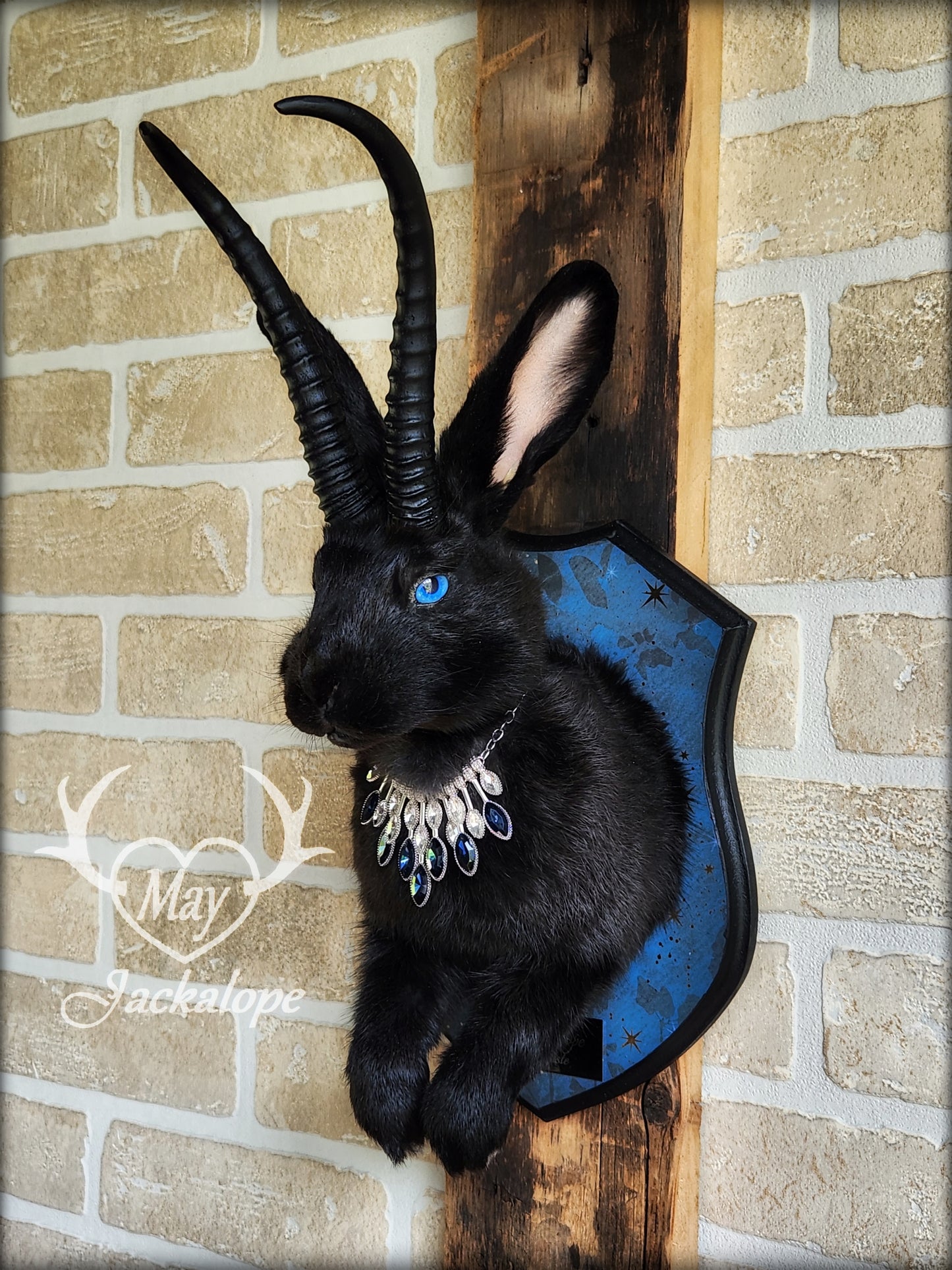 Black Jackalope taxidermy with blue eyes, with black horns replica & necklace