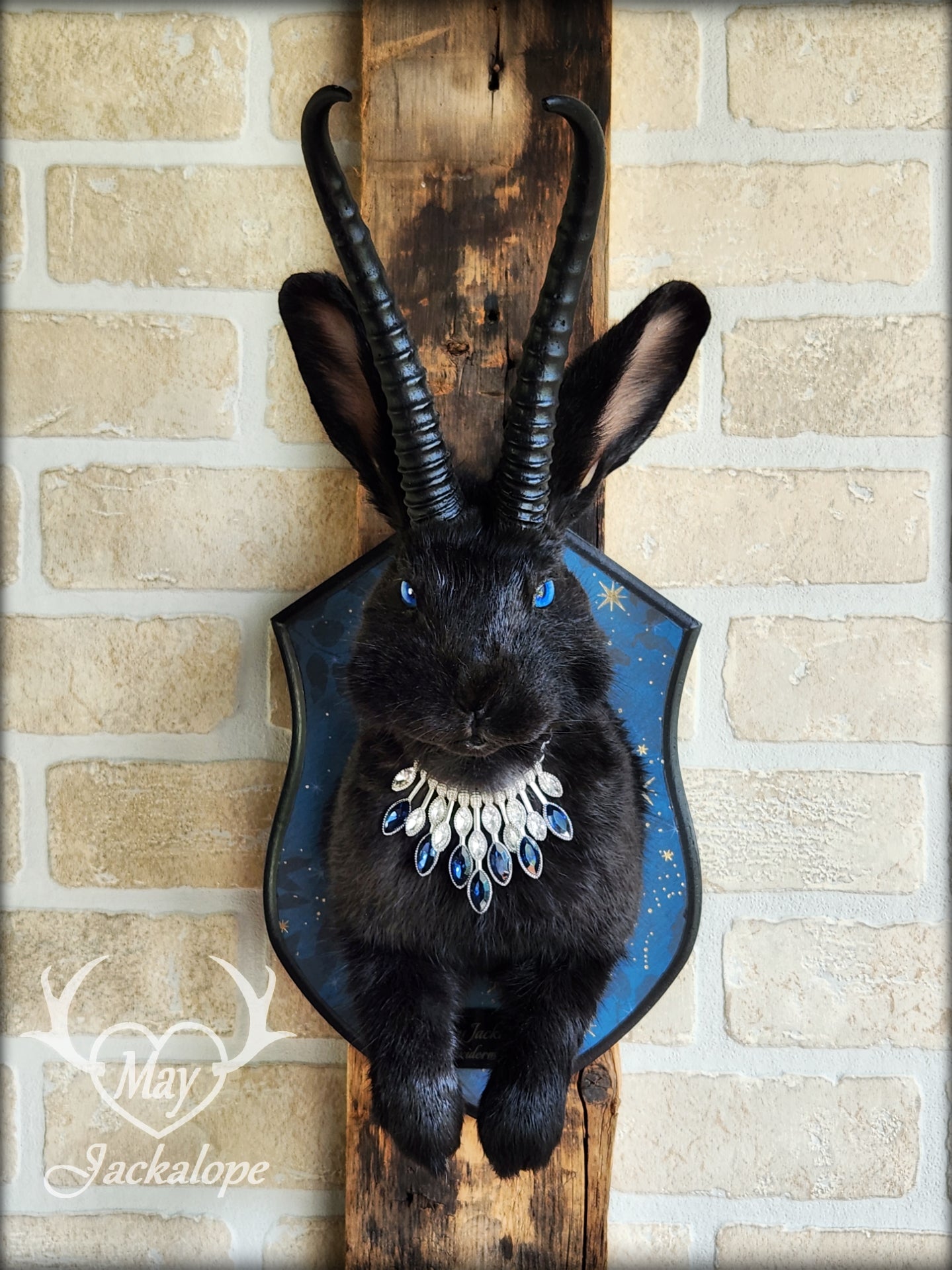 Black Jackalope taxidermy with blue eyes, with black horns replica & necklace