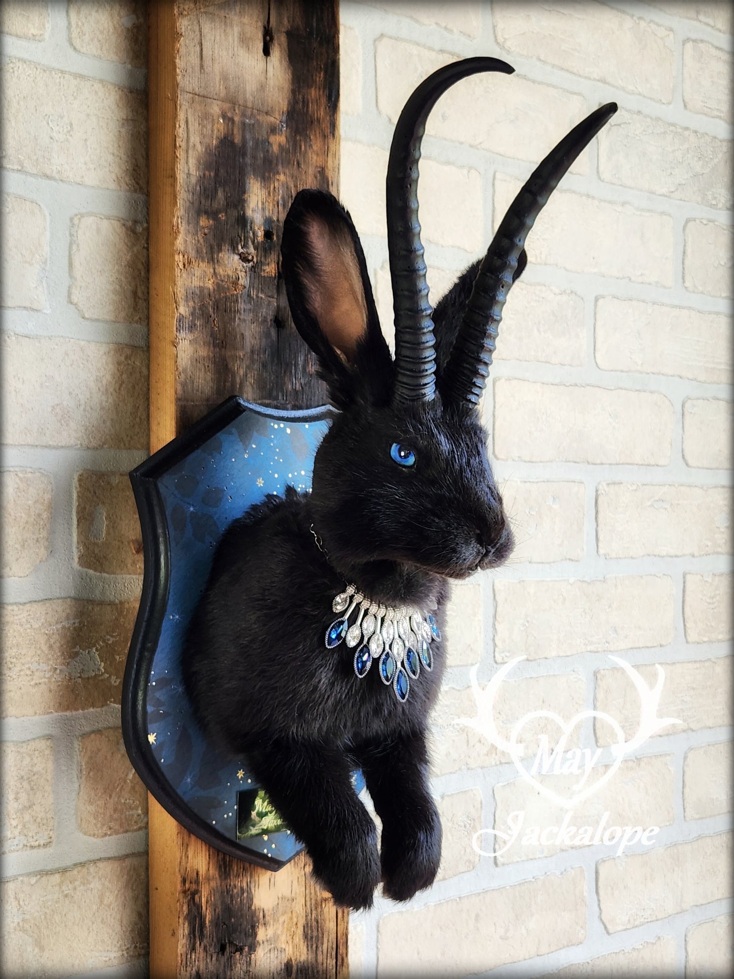 Black Jackalope taxidermy with blue eyes, with black horns replica & necklace