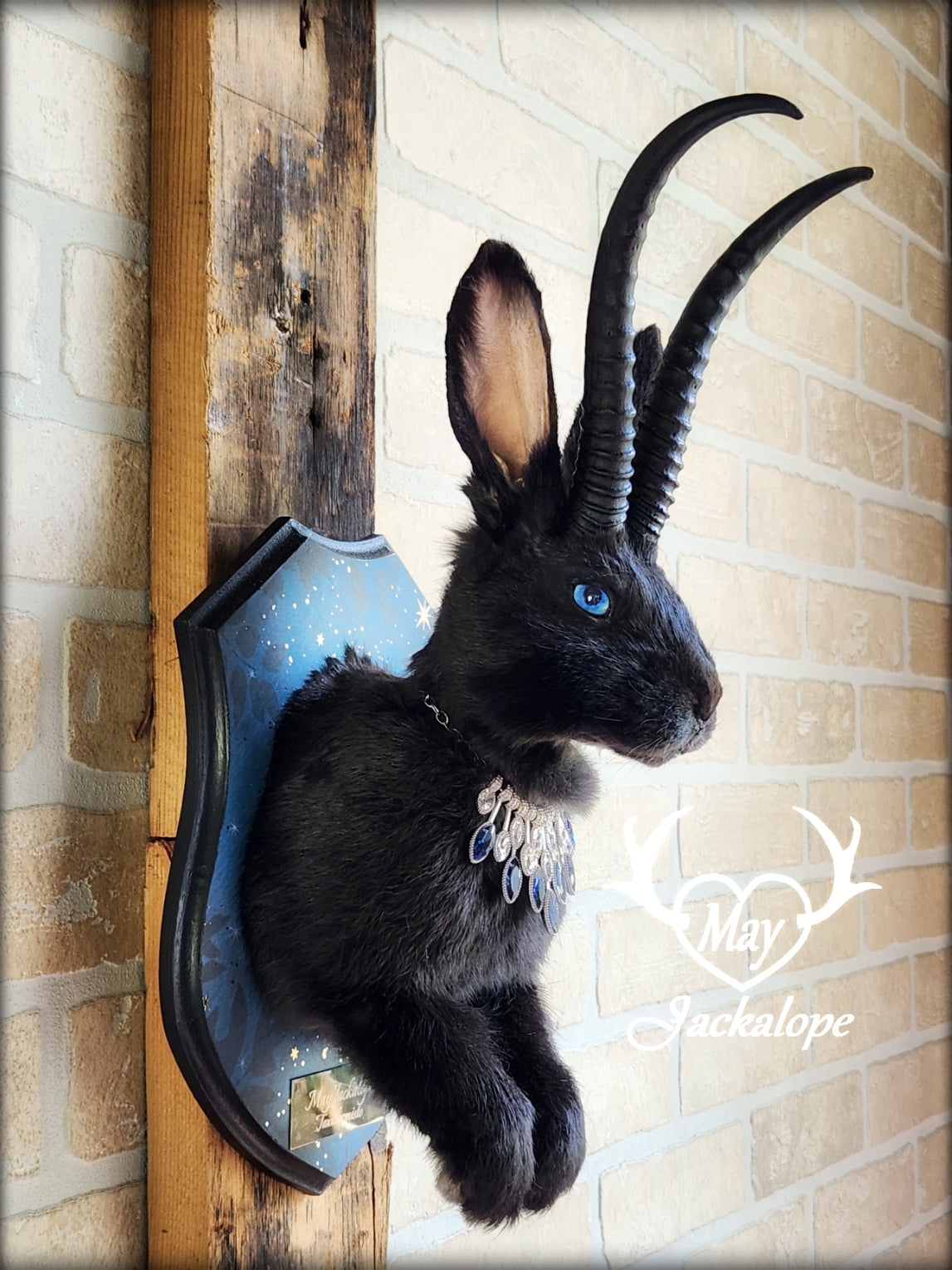 Black Jackalope taxidermy with blue eyes, with black horns replica & necklace