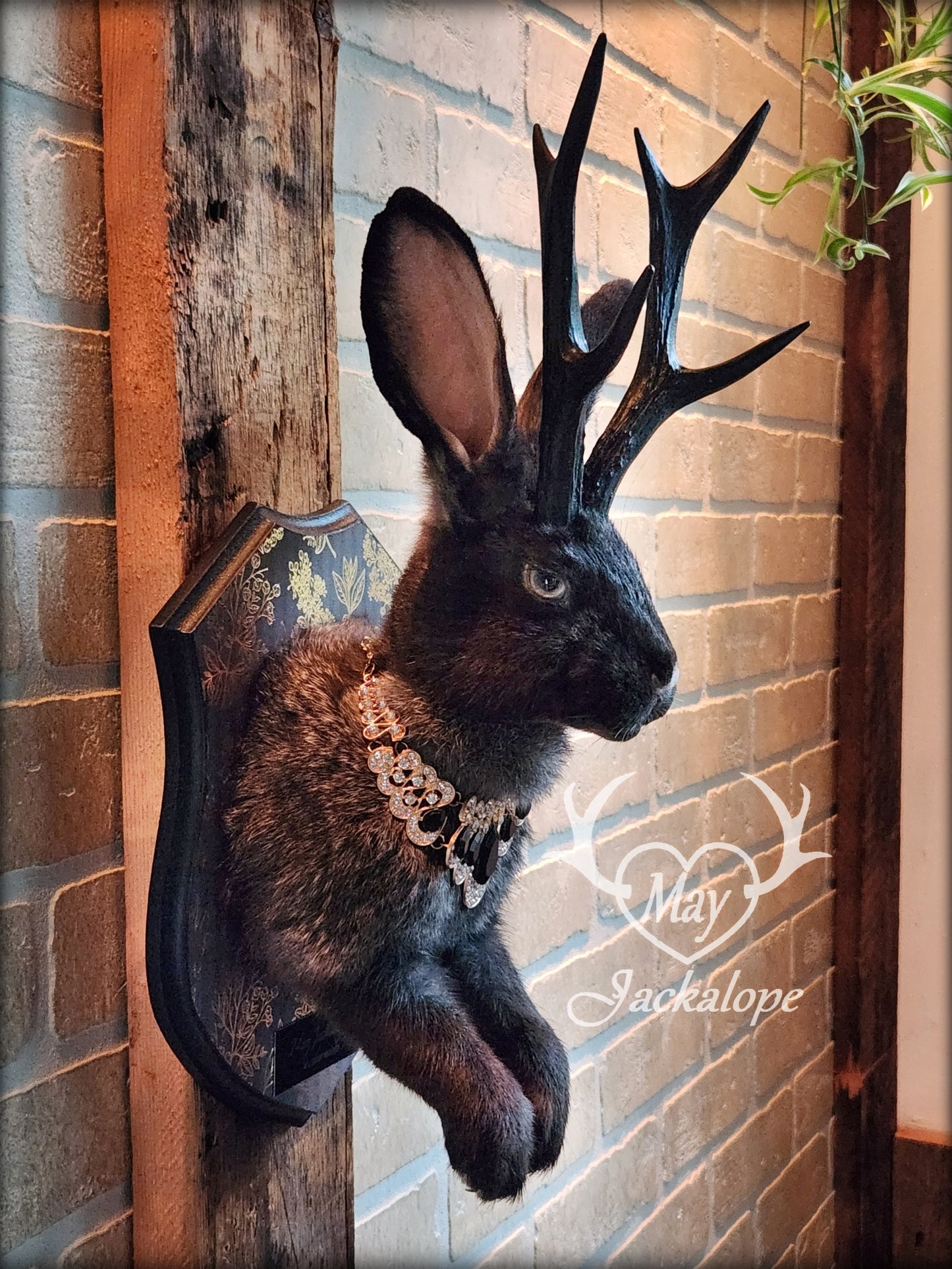 Dark Jackalope taxidermy with grey eyes, with black antlers replica & necklace