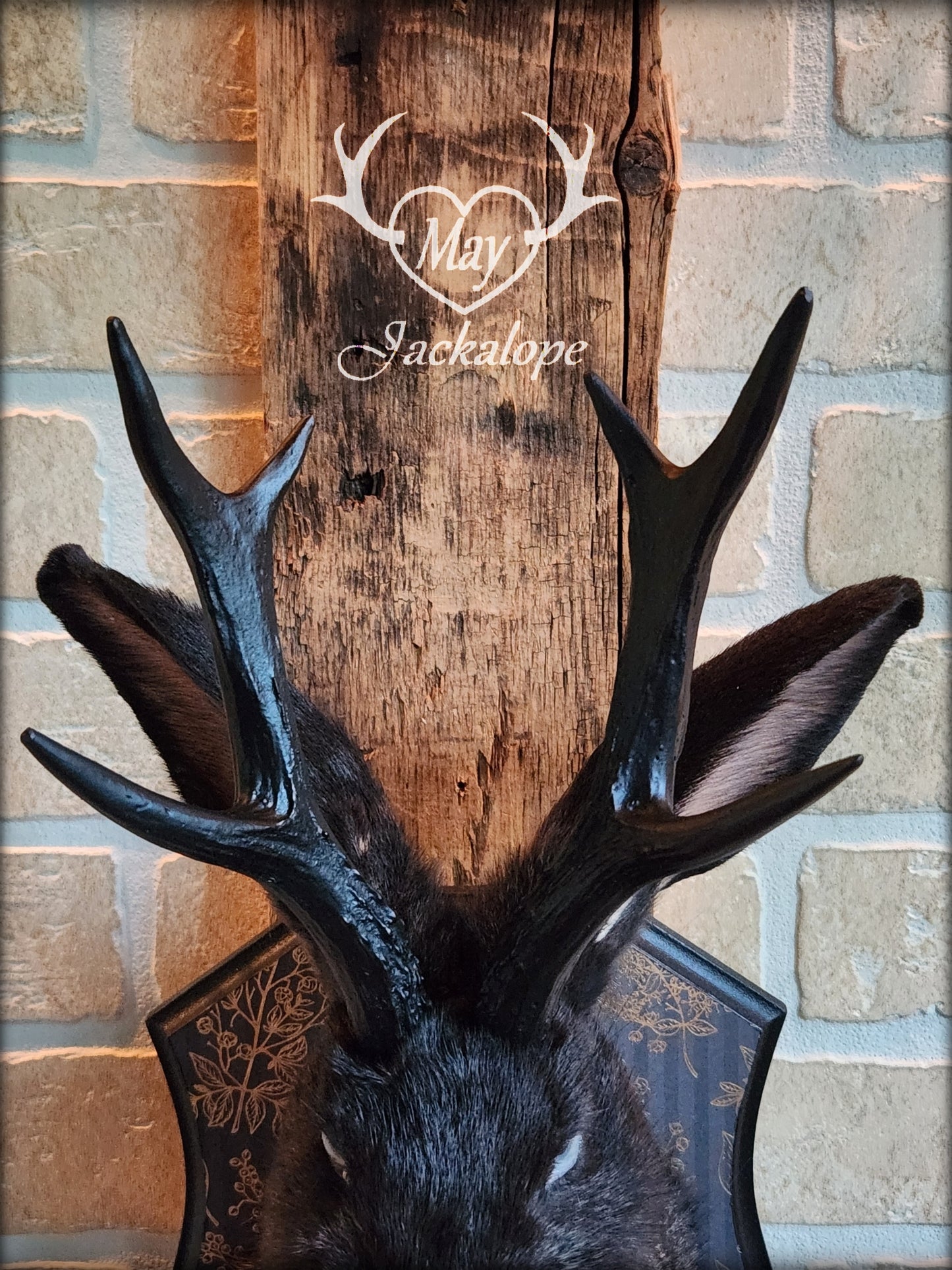 Dark Jackalope taxidermy with grey eyes, with black antlers replica & necklace
