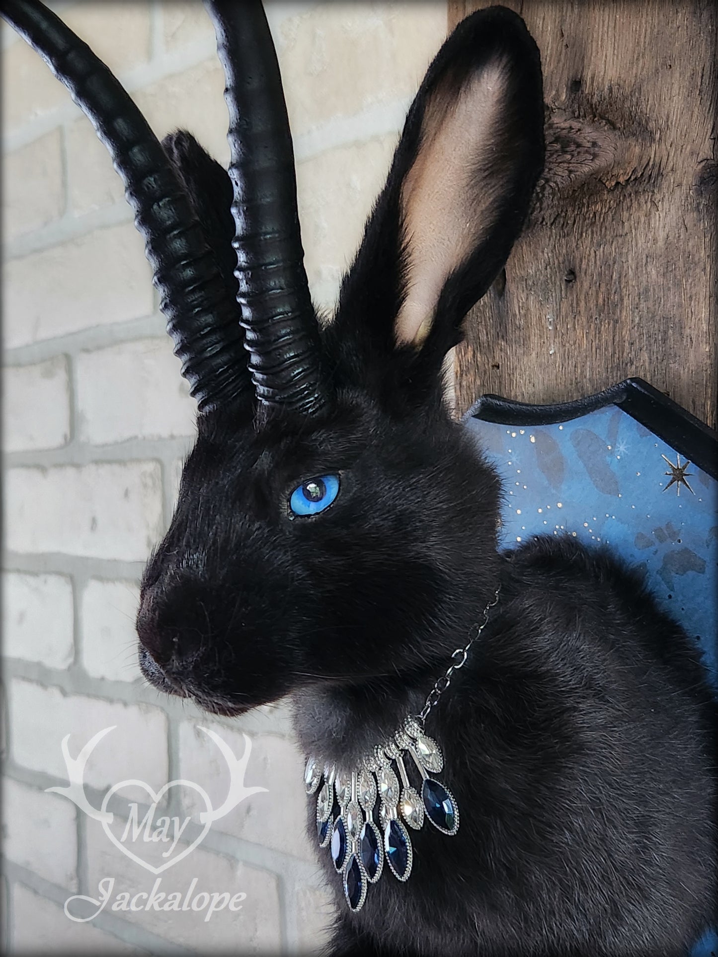 Black Jackalope taxidermy with blue eyes, with black horns replica & necklace