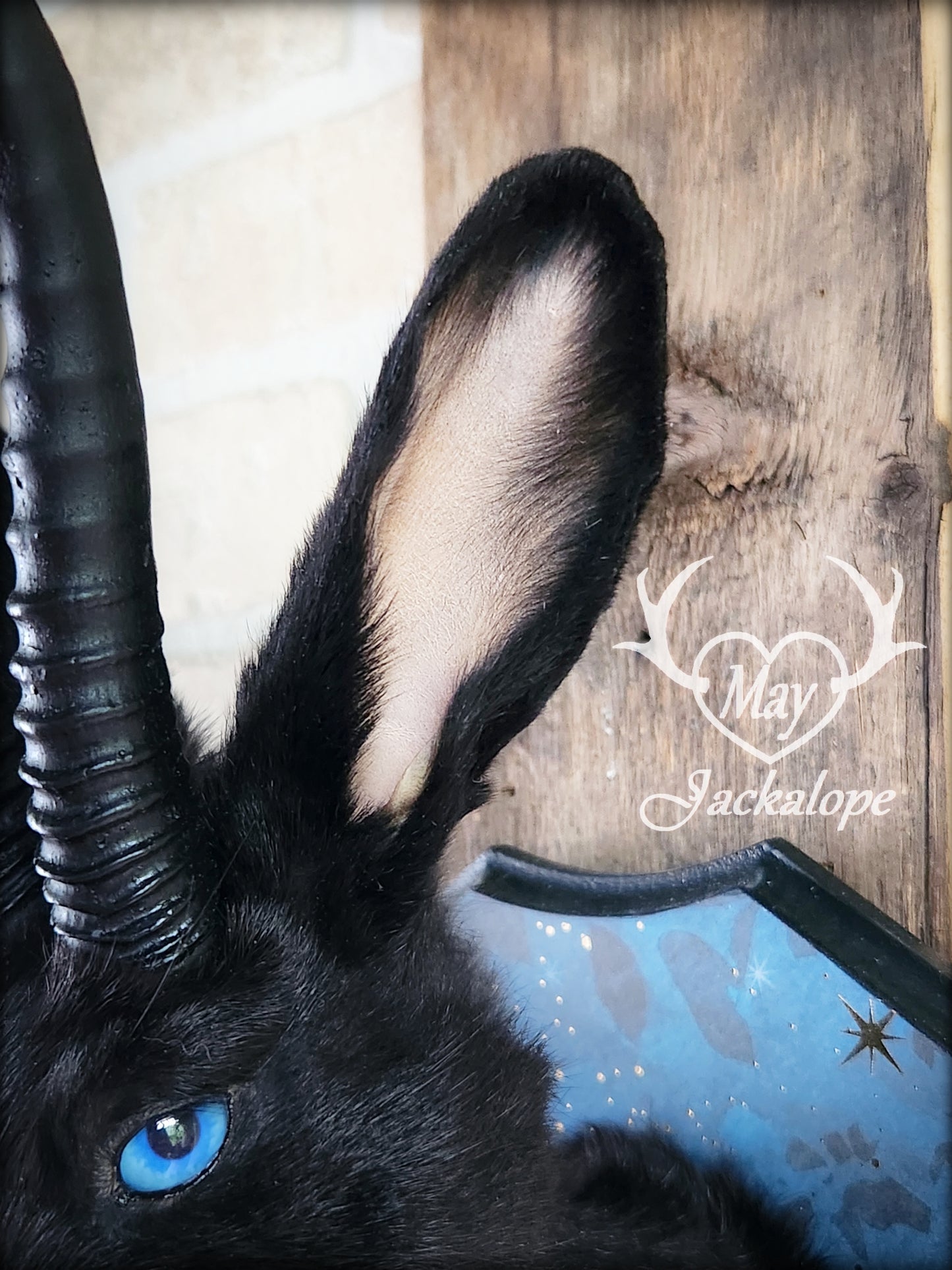 Black Jackalope taxidermy with blue eyes, with black horns replica & necklace