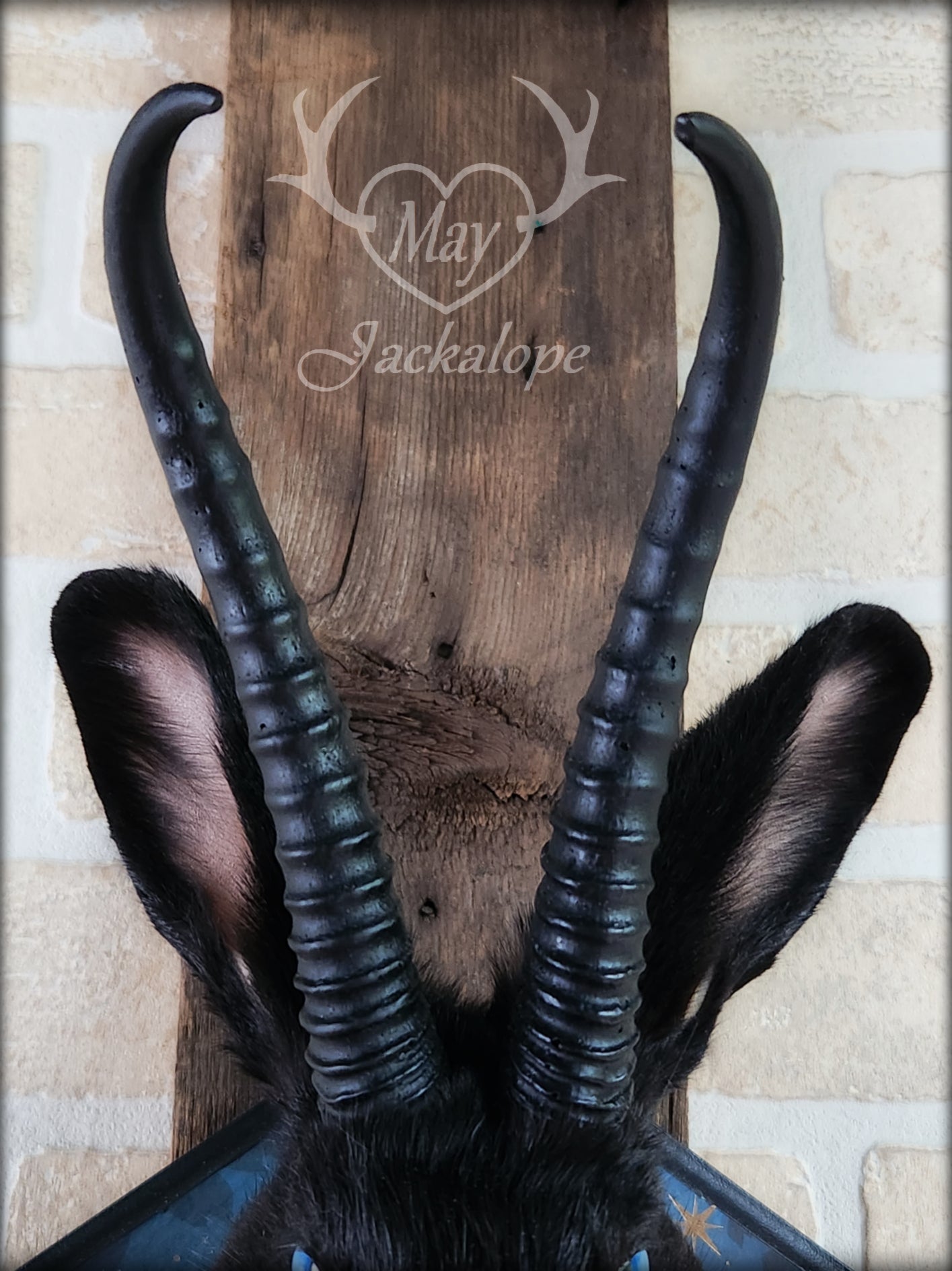 Black Jackalope taxidermy with blue eyes, with black horns replica & necklace