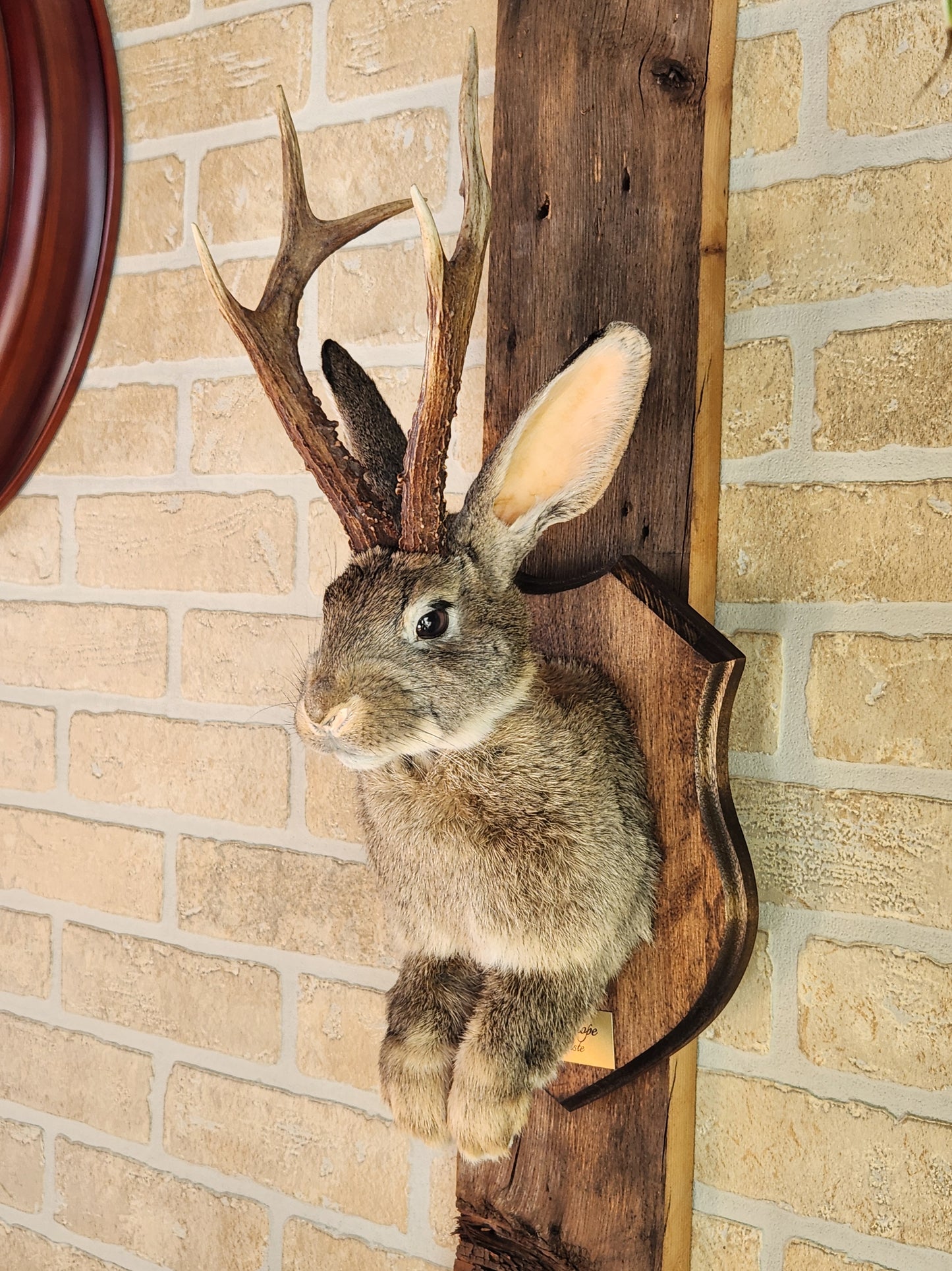 Taxidermie de Jackalope brun aux yeux foncé, vrai panache, sur une plaque décorée